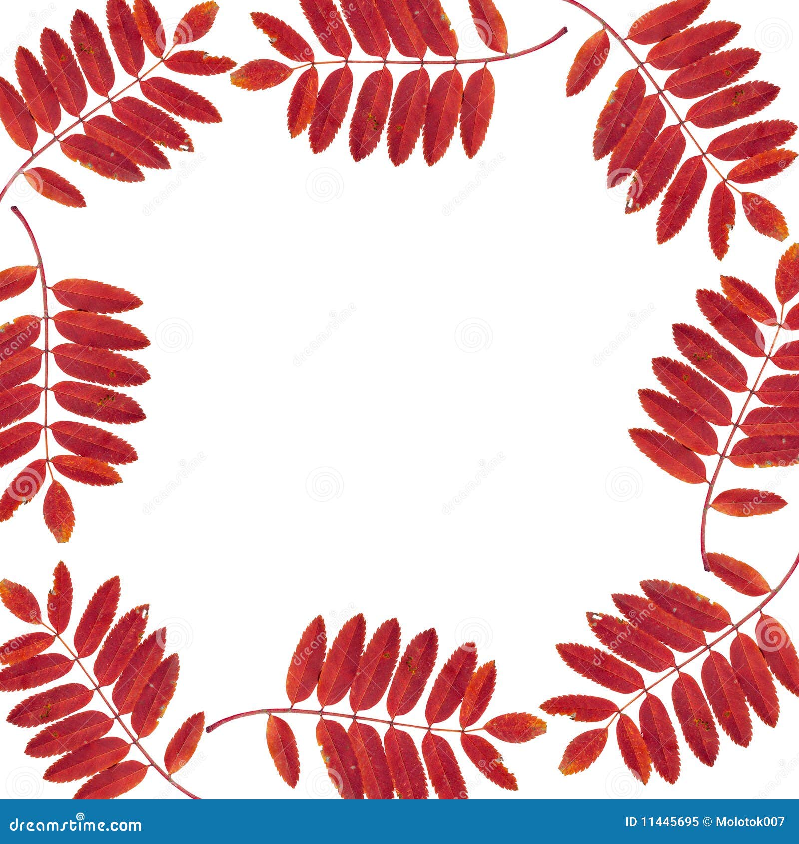 Frame From Leaves And Mountain Ash Royalty-Free Stock Photography ...