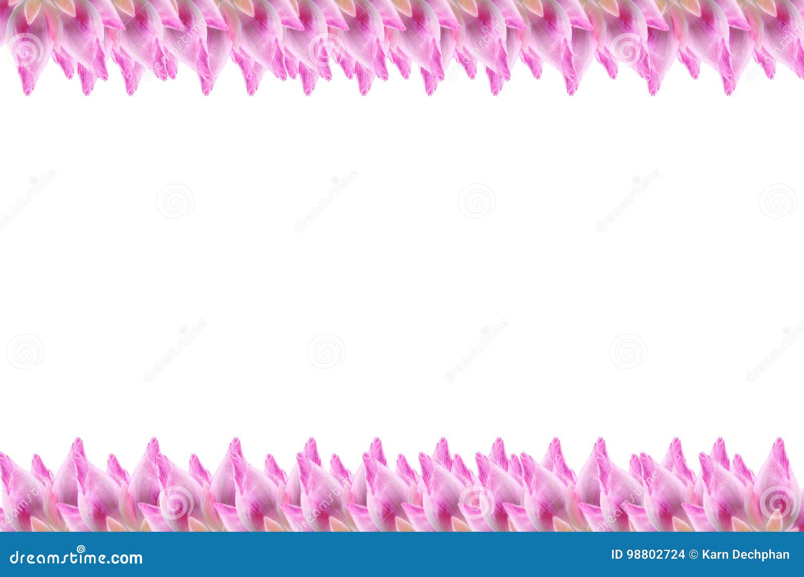 Frame Of Lotus Flower On A White For Background Stock Photo Image of