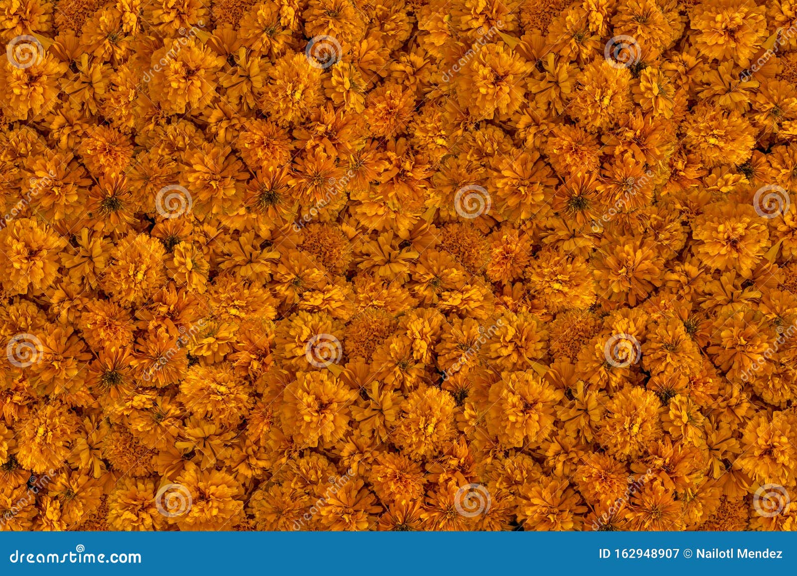 frame made of tagetes erecta called specific tagete, and known in mexico as cempasÃÂºchil, cempoalxÃÂ³chitl, cempaxÃÂ³chitl,