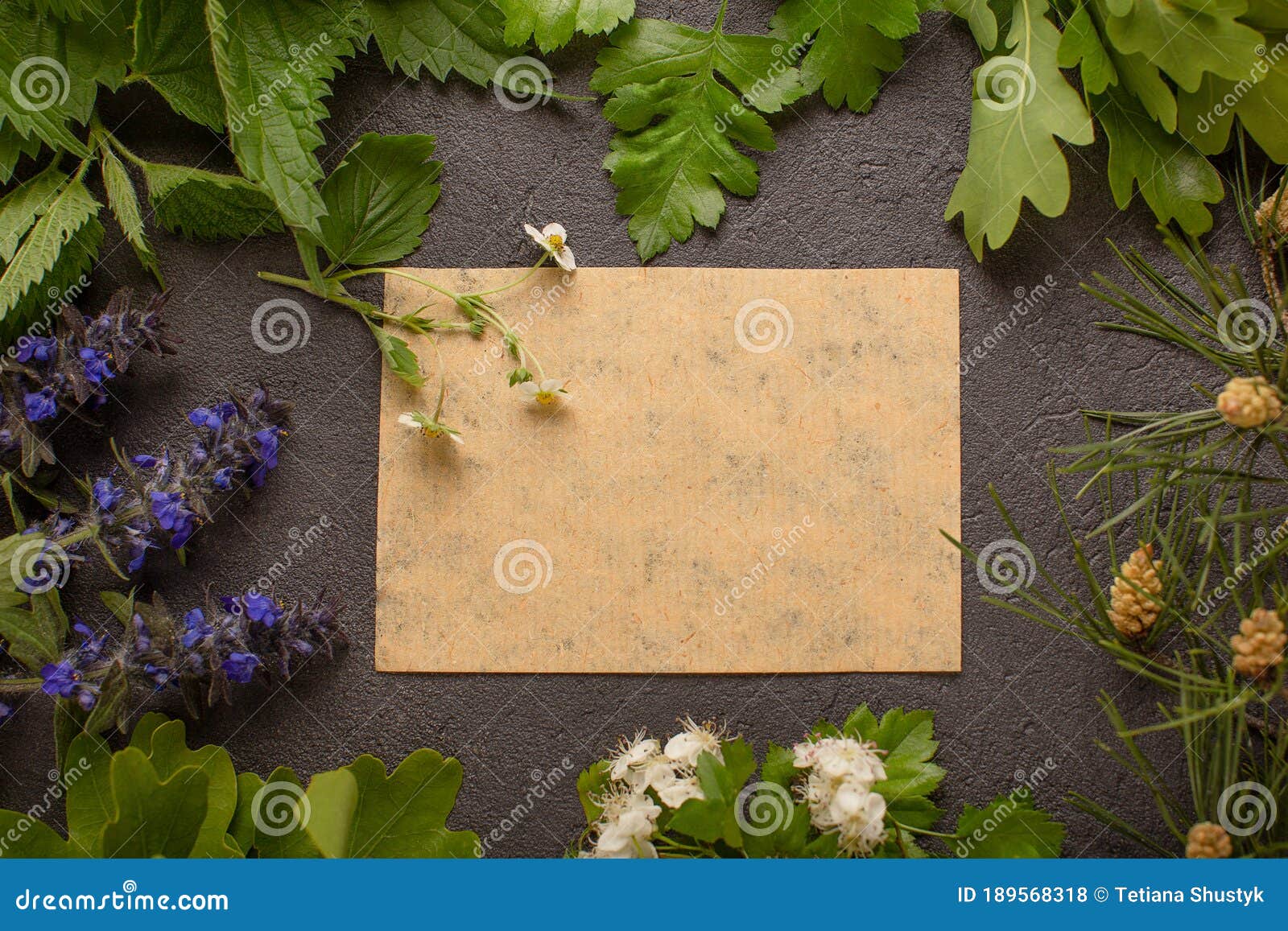 frame of medical herbs with copy space, naturopathy concept, oak, hawthorn, nettle, pine, wild strawberry