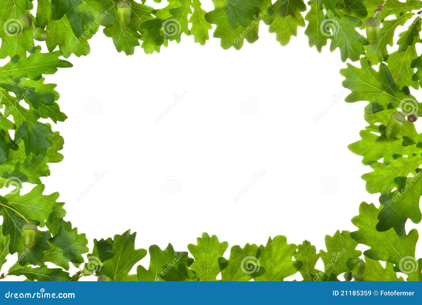 frame of oak leaves in backlight