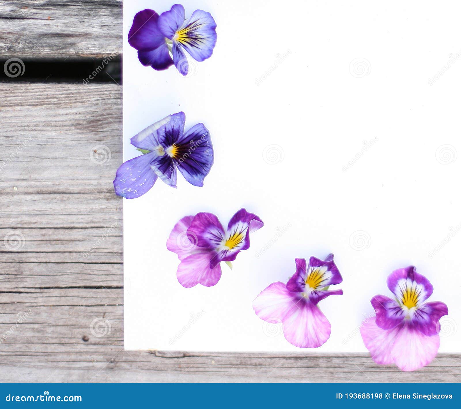 Frame with Pansy Flowers. Flowers Composition. Mock Up with Plants