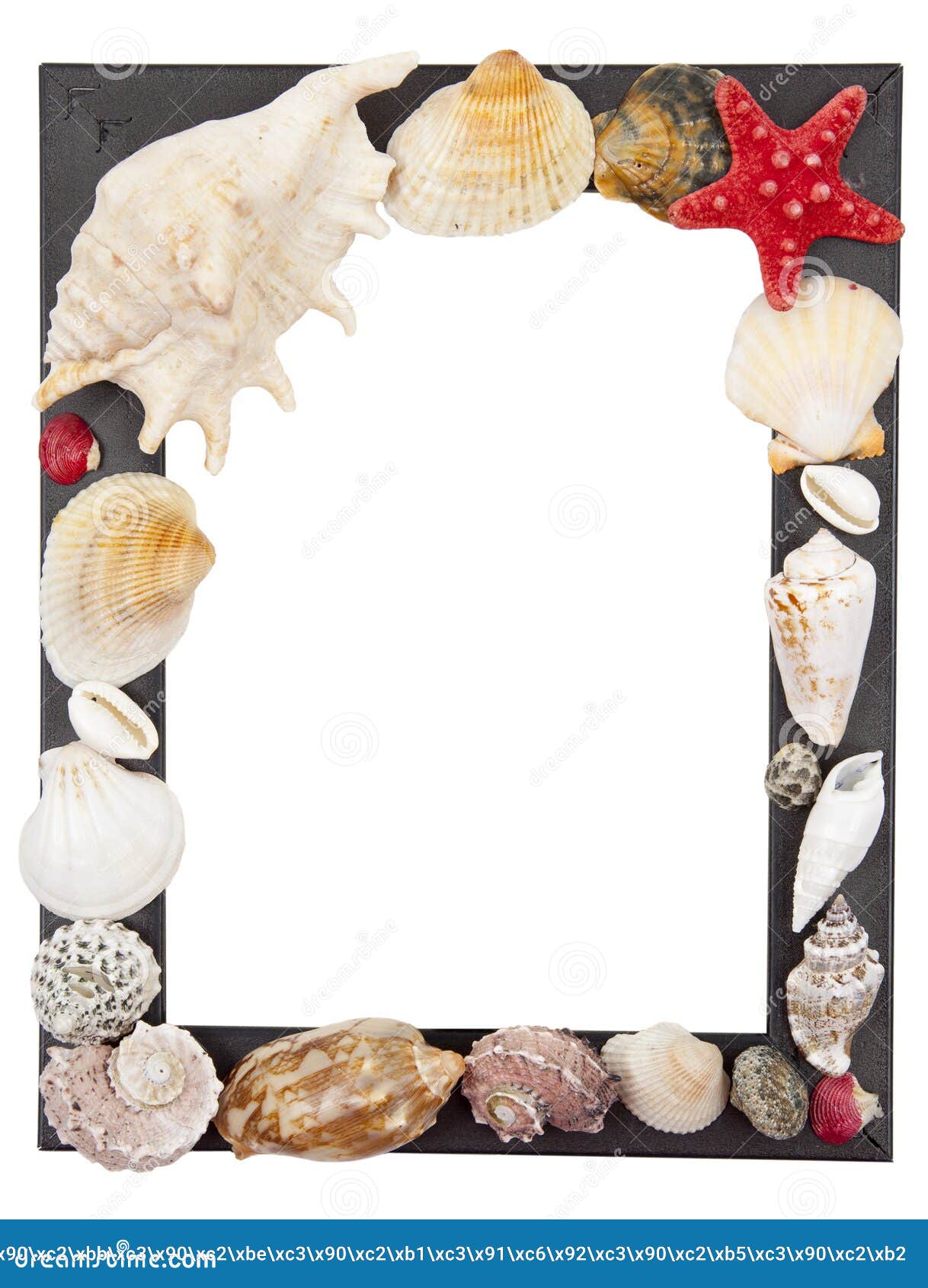Frame with shells stock image. Image of shells, isolated - 25201723