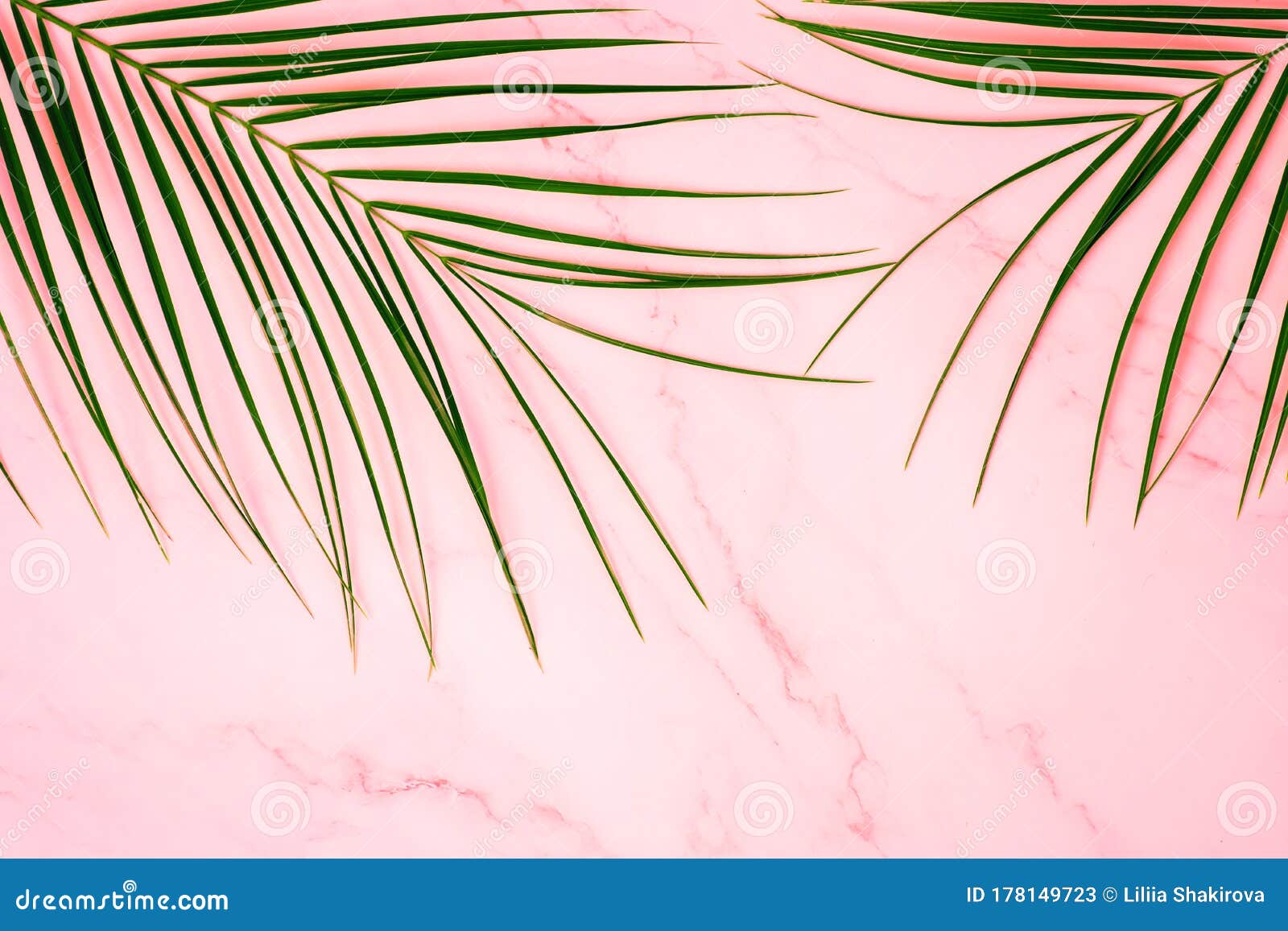 frame of tropical palm leaf