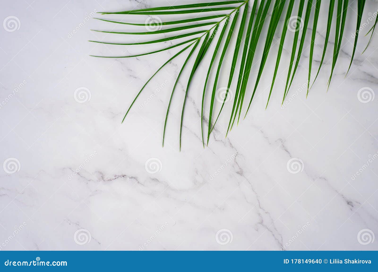 frame of tropical palm leaf