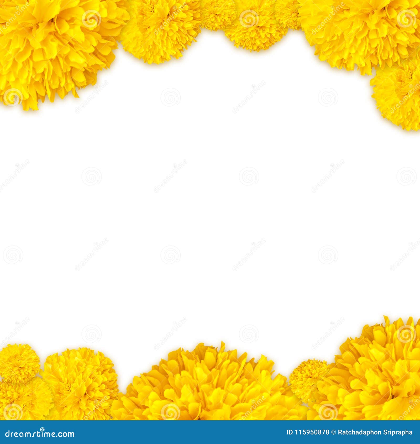 Frame of Yellow Marigold Flowers Frame Background Stock Photo - Image of  head, aztec: 115950878