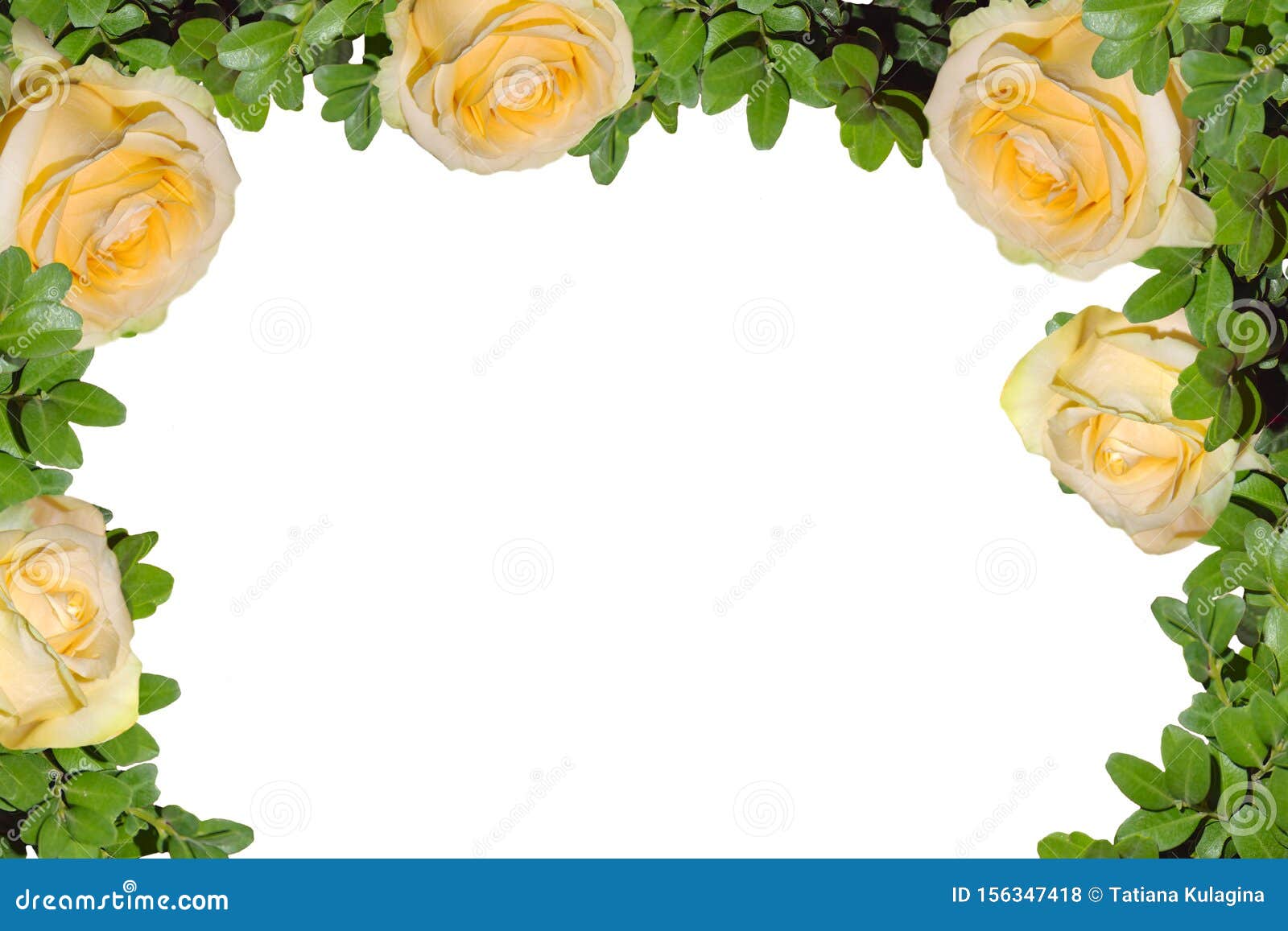 Frame of yellow roses. stock photo. Image of beautiful 156347418