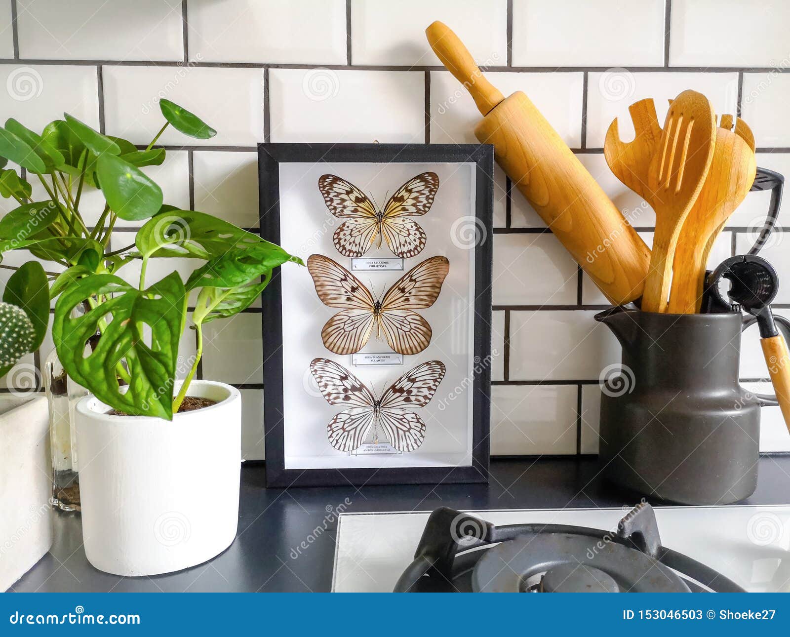 frames butterflies taxidermy display in a black and white subway tiled kitchen with numerous plants and cooking utensils