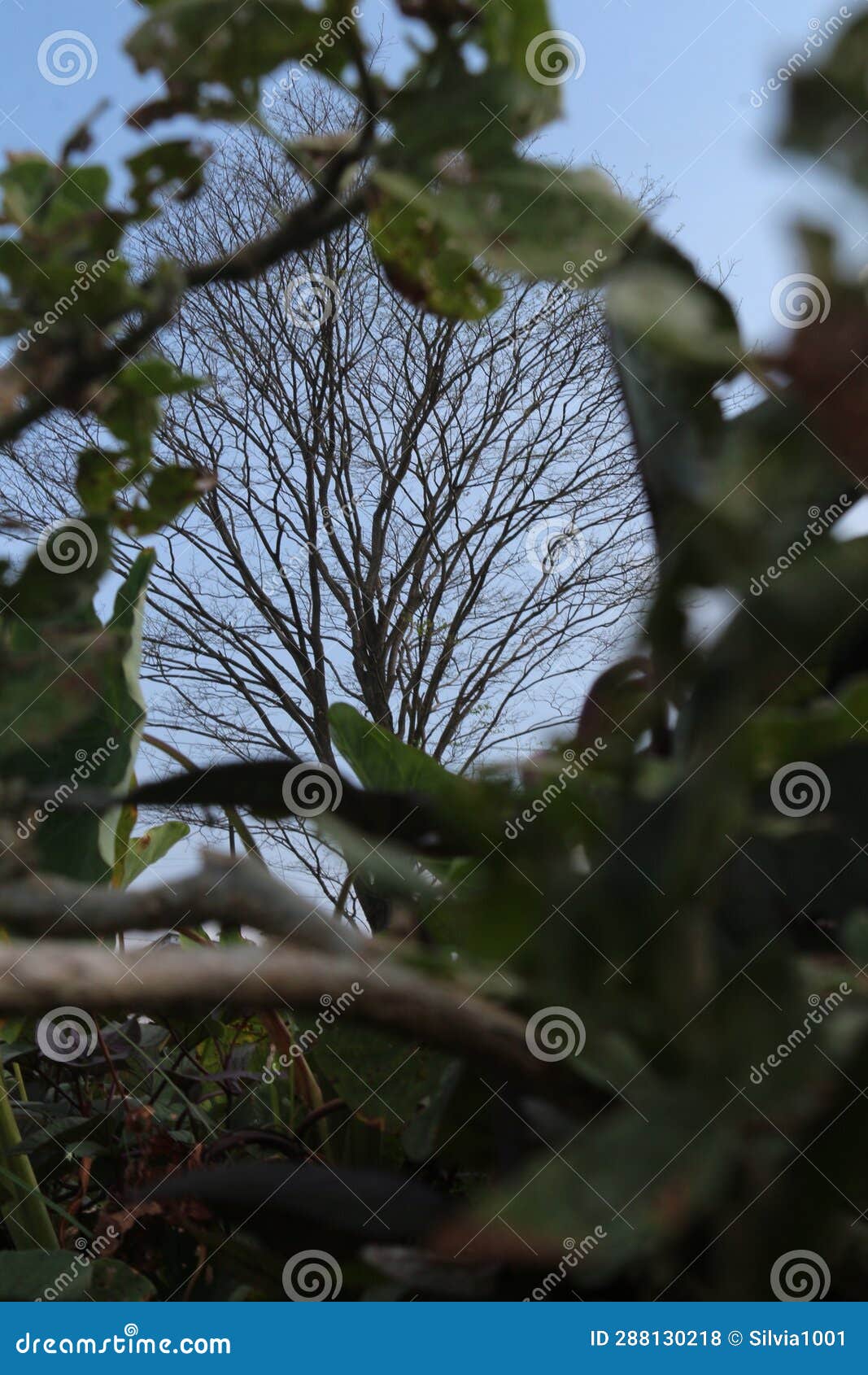 Framing Photography Technique on a Tree Stalk Stock Photo Image of