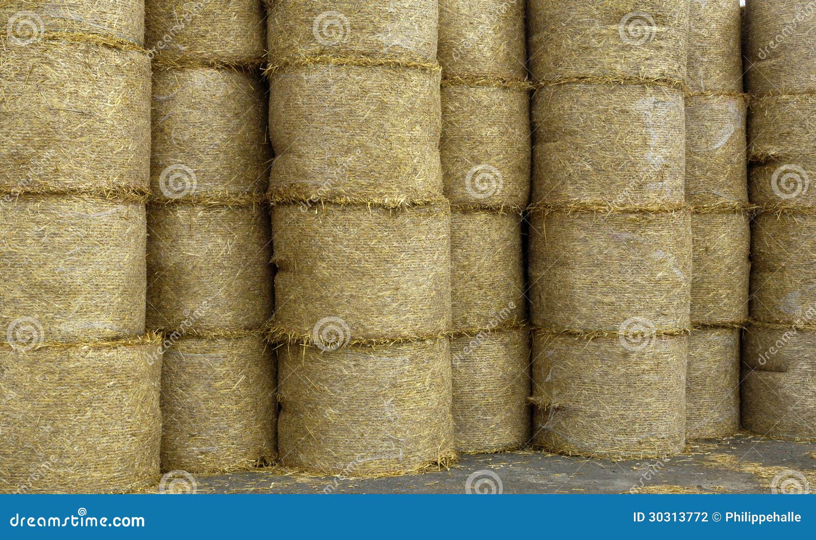 Bales of Straw in Normandie Stock Photo Image of country, nature