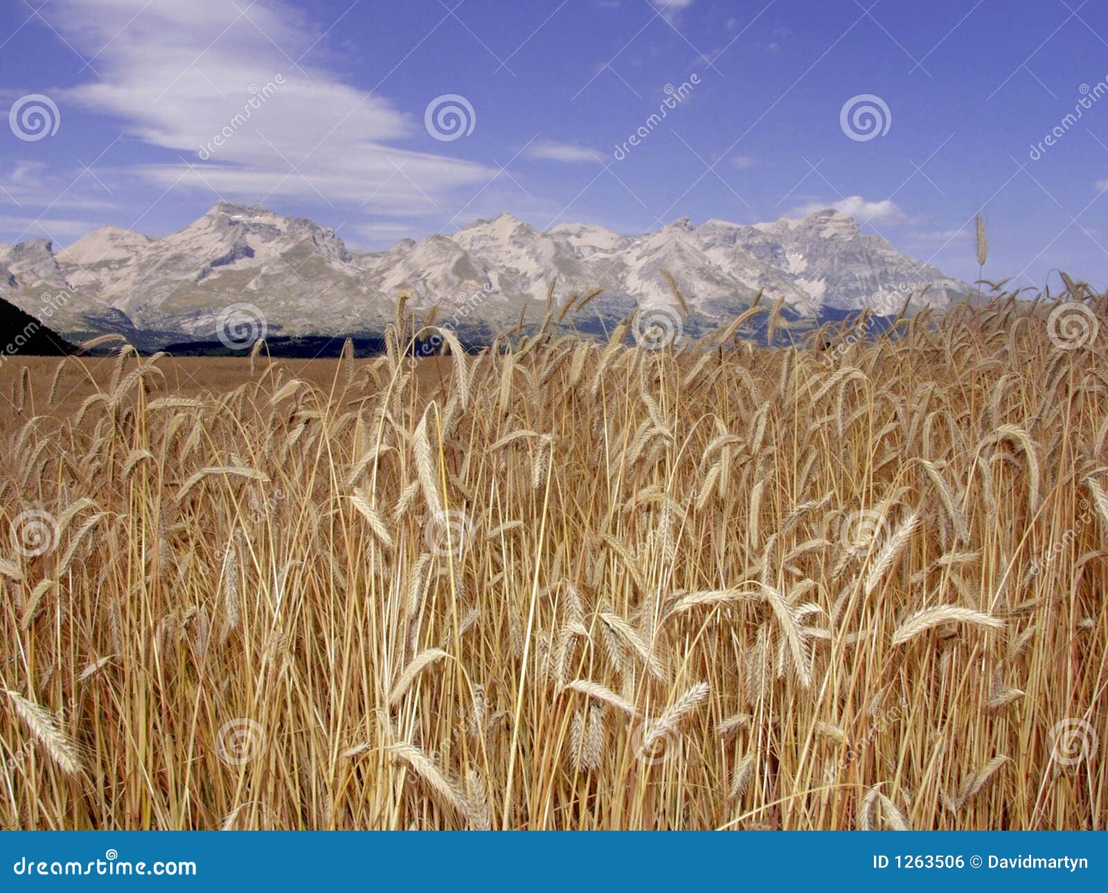 france cornfield devoluy region haute alpes french alps