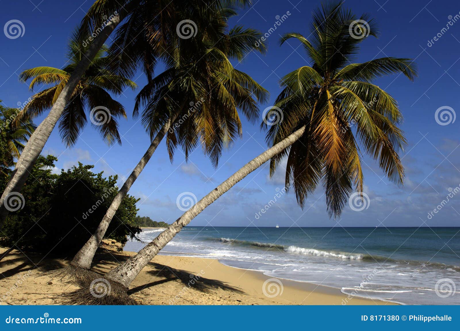 France, Martinica, Sainte Anne, praia dos les Salines, retrato horizontal