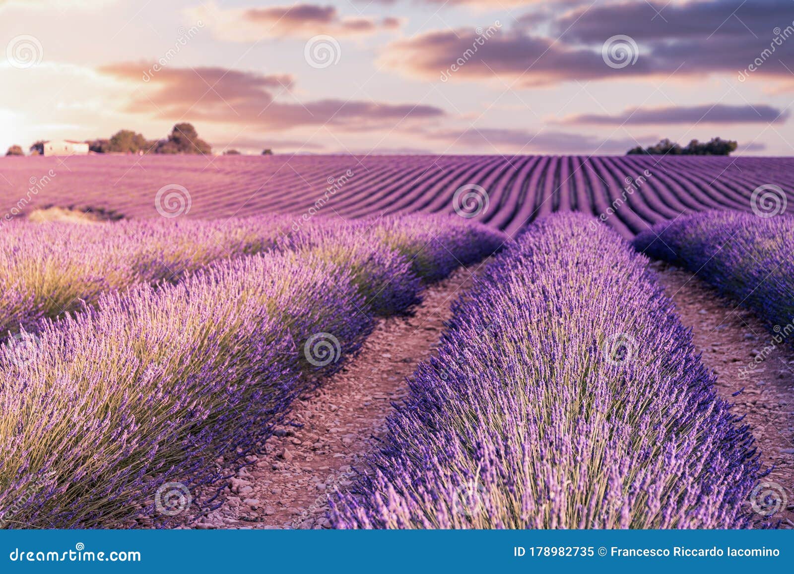 France, Provence Alps Cote D`Azur, Valensole Plateau, Lavender Field at ...
