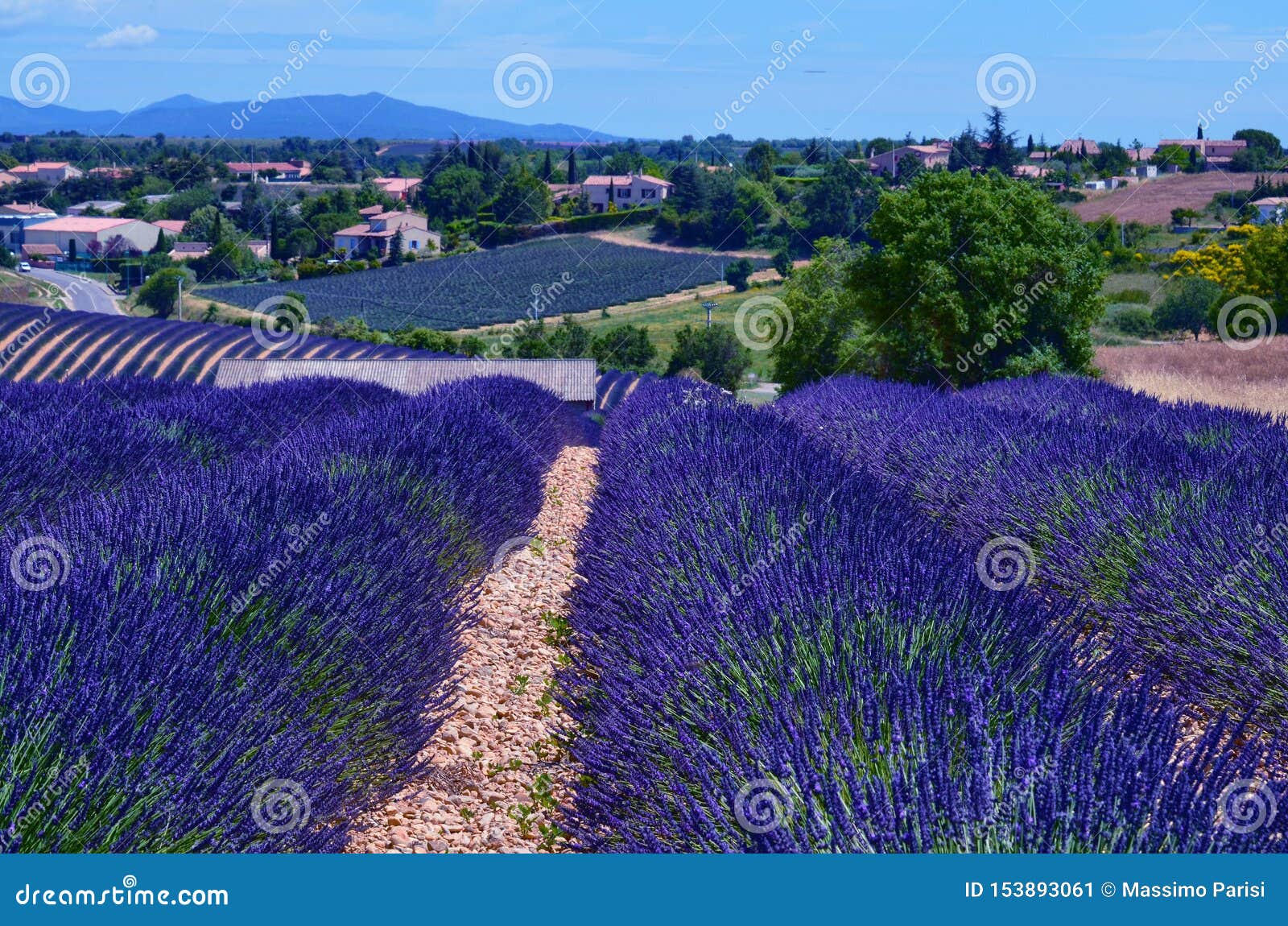 France, Provence, Valensole Stock Image - Image of beautiful, beauty ...