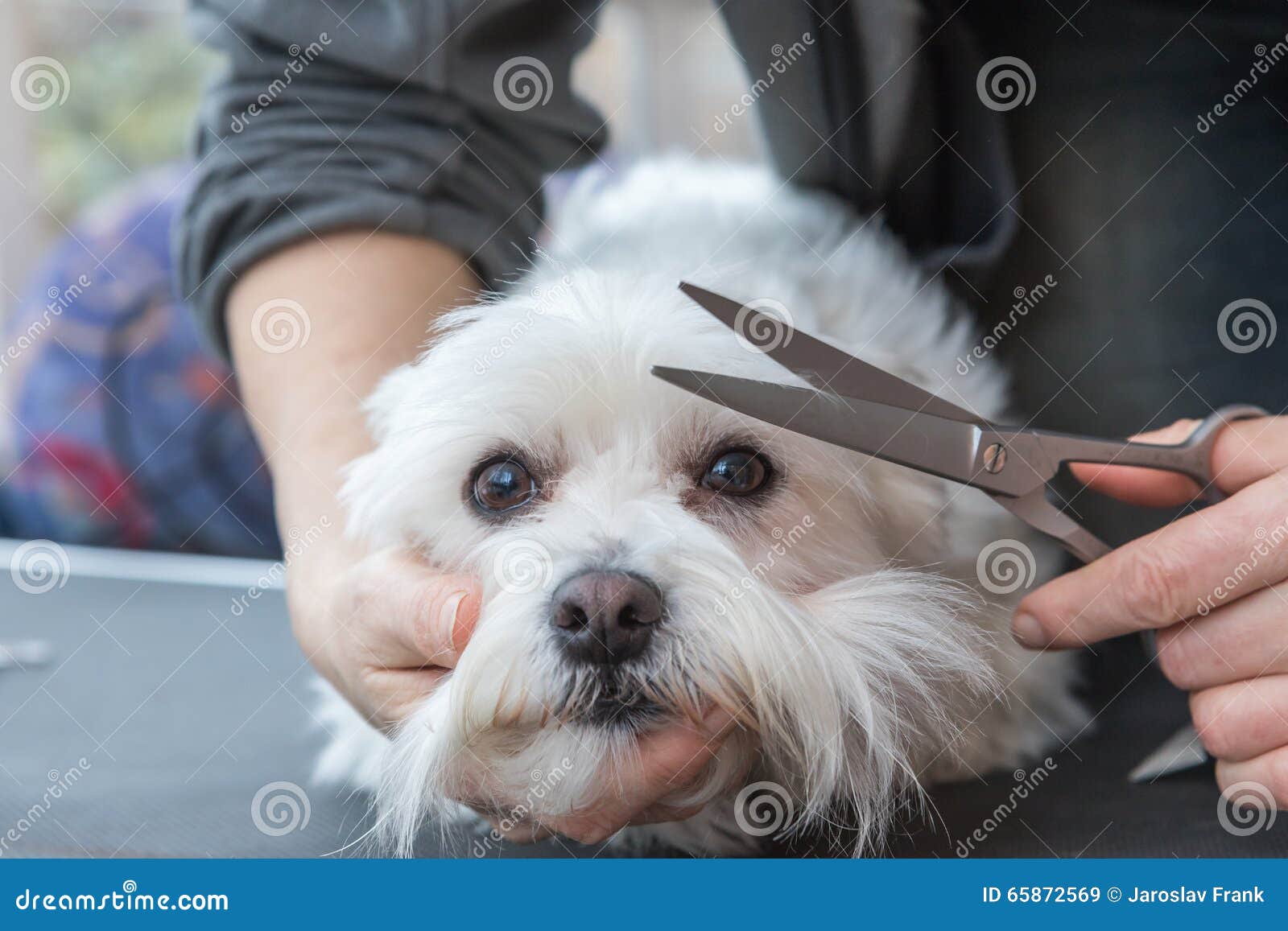 Frange De Toilettage Du Chien Blanc Image Stock Image Du Jeune Frange