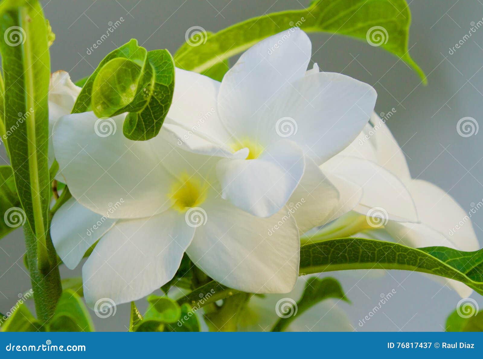 Frangipane flower closeup stock image. Image of leaves 76817437