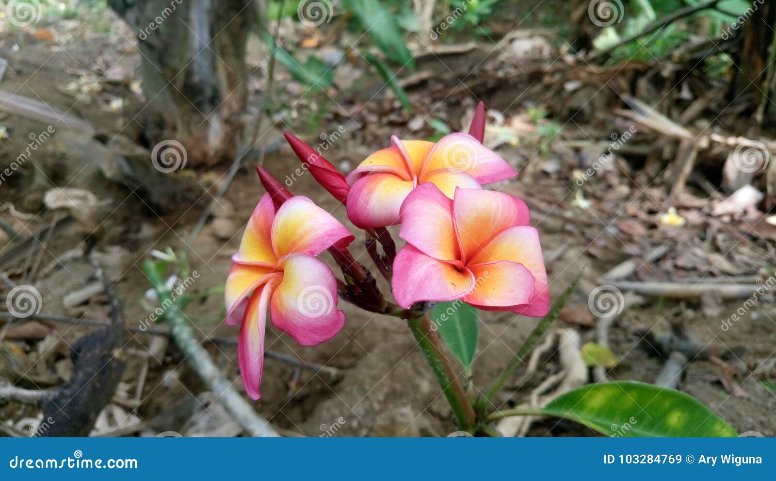 Frangipane Flower stock image. Image of flower, frangipani 103284769