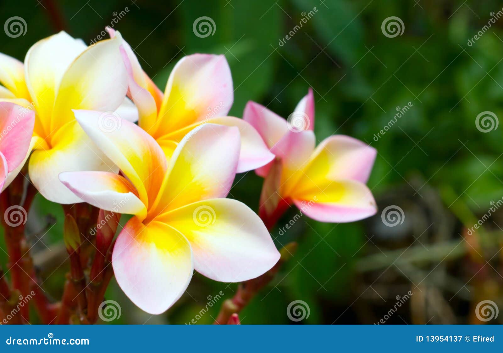 Frangipani stock image. Image of blossom, focus, exoticism 13954137