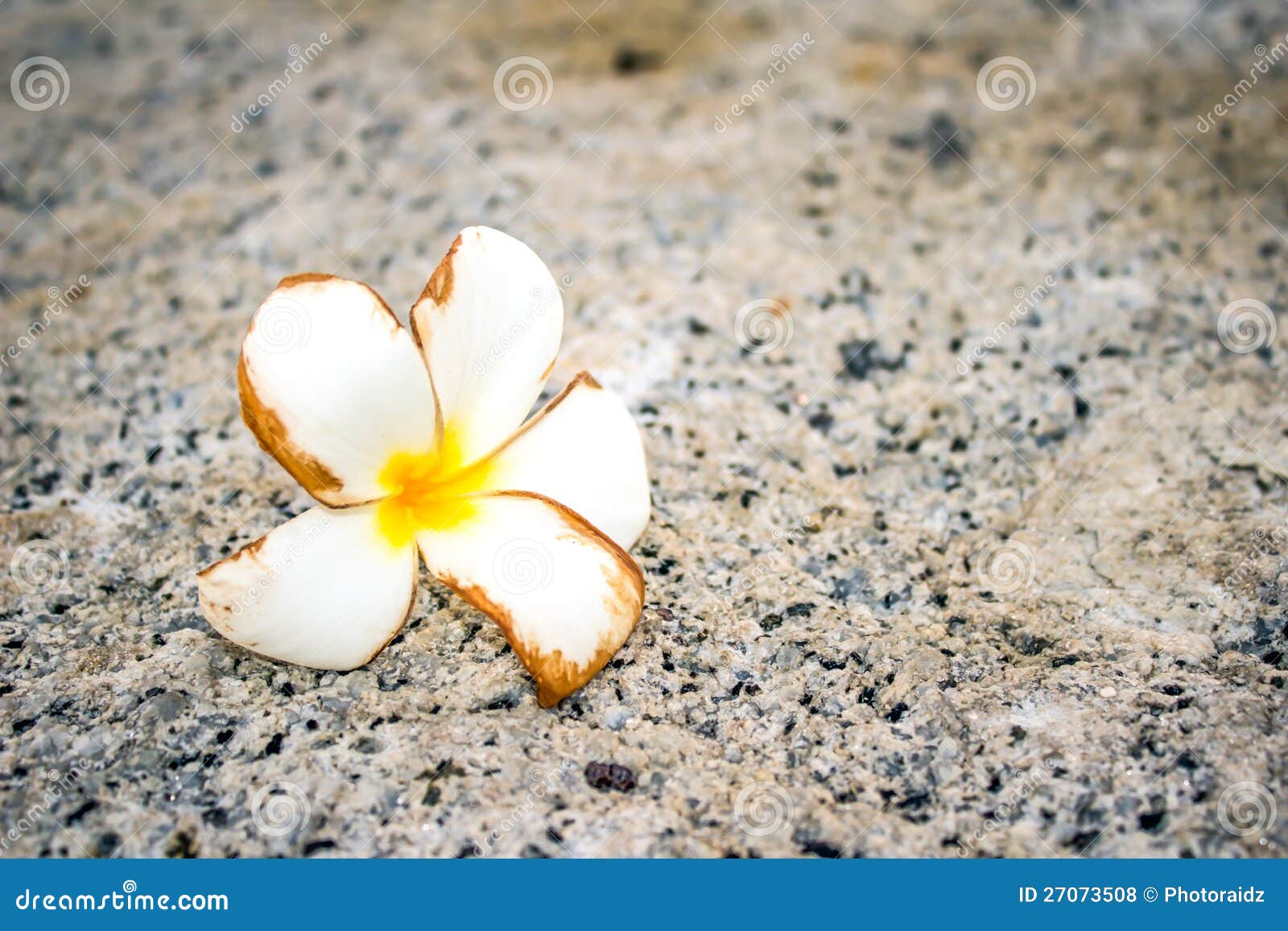 frangipani