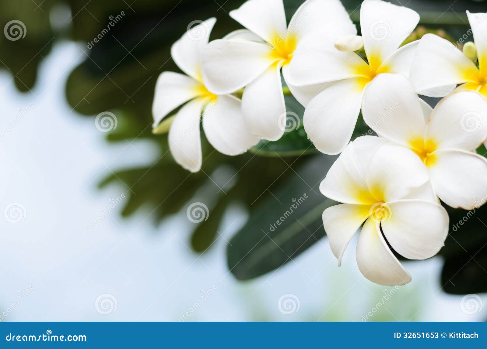 Frangipani back ground stock image. Image of summer, beauty - 32651653