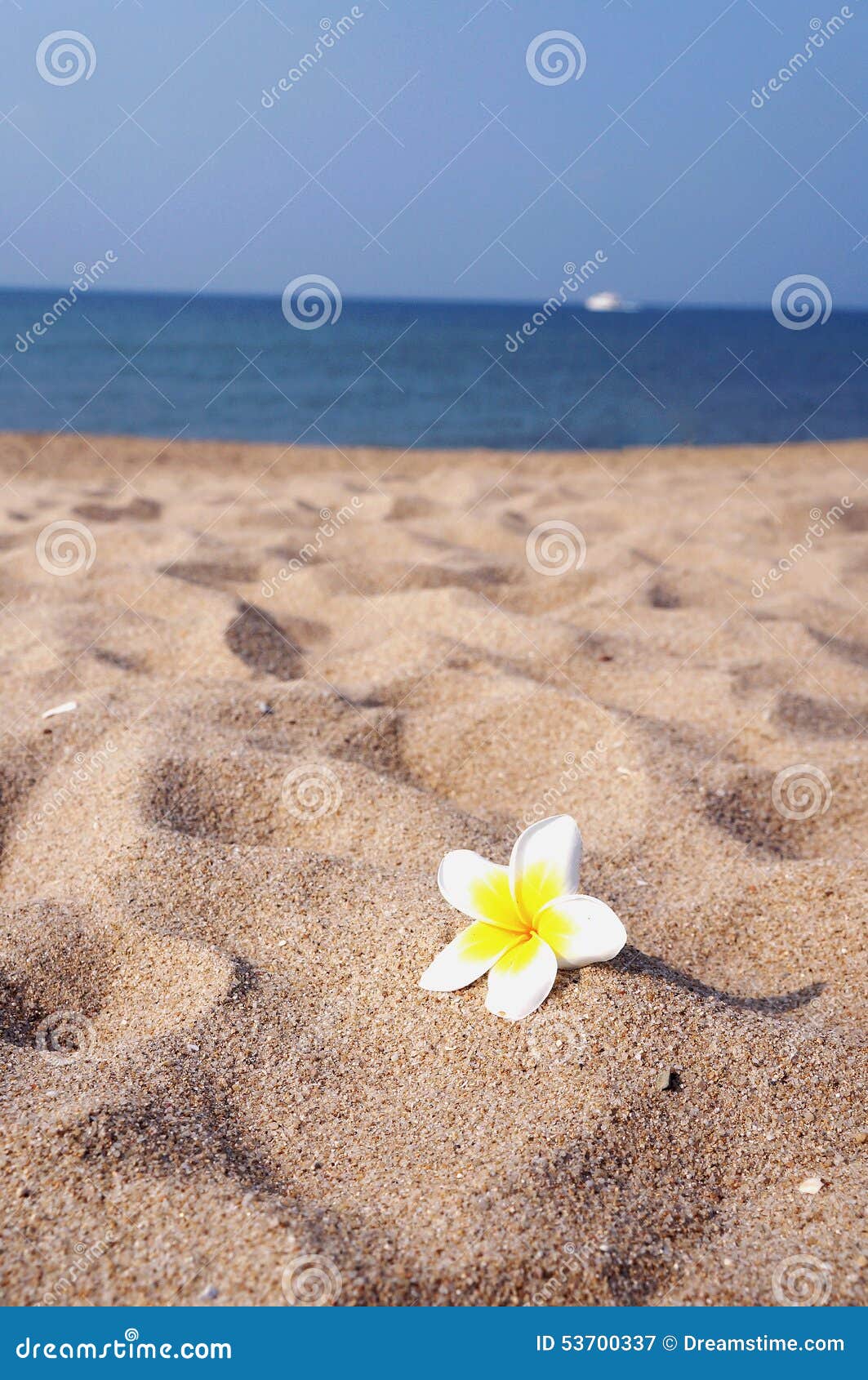 Frangipani on the beach stock image. Image of sunny, holiday 53700337