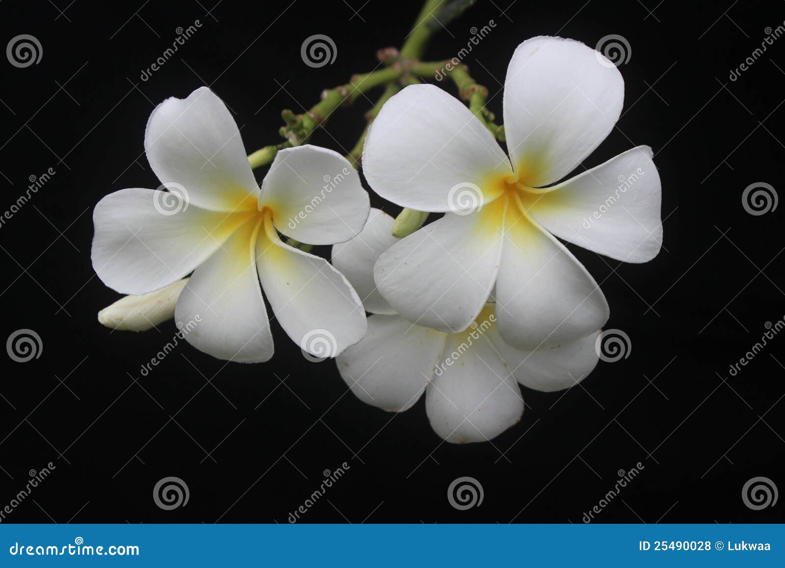 Frangipani on black stock photo. Image of bloom, floral 25490028