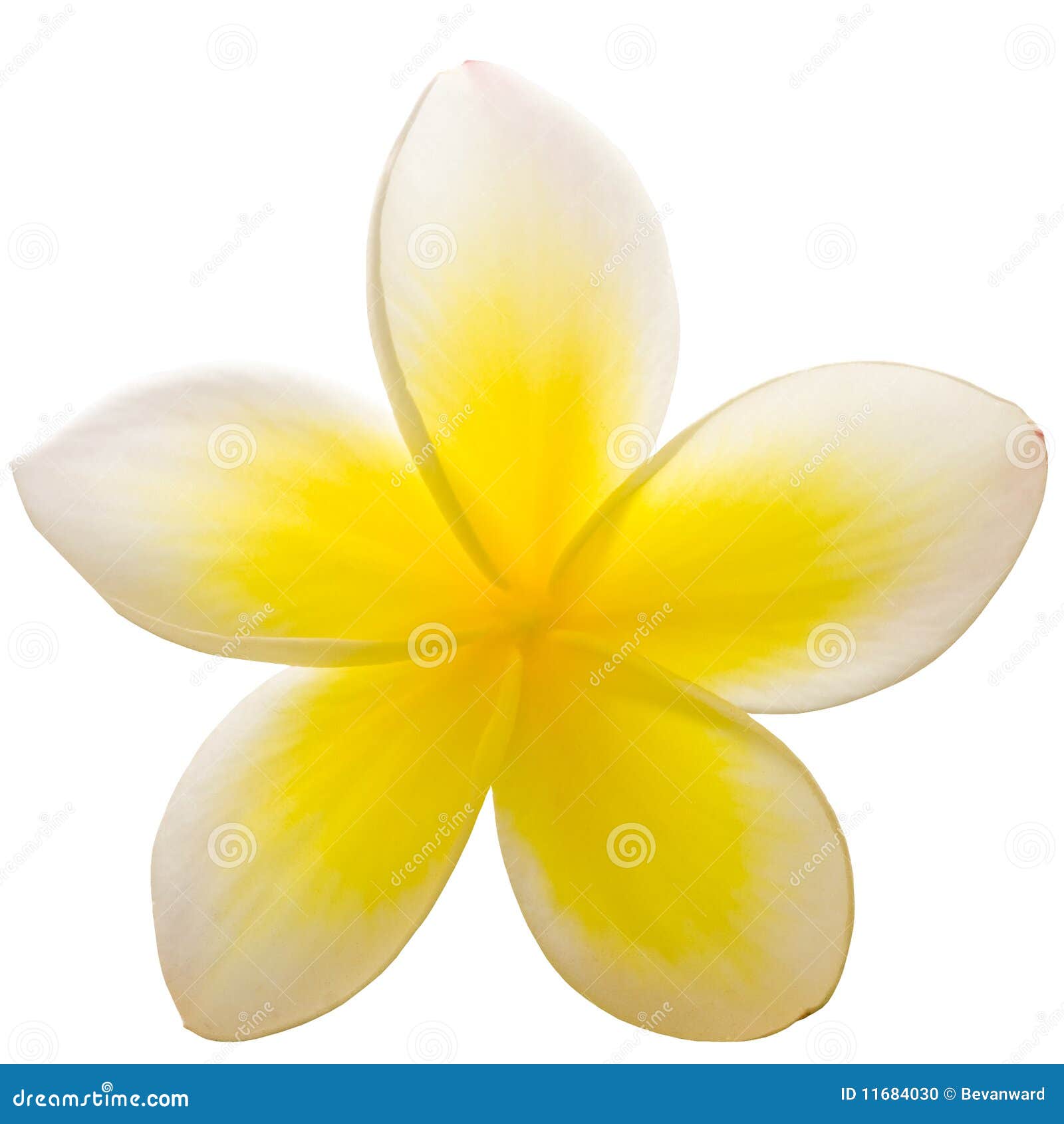 frangipani closeup