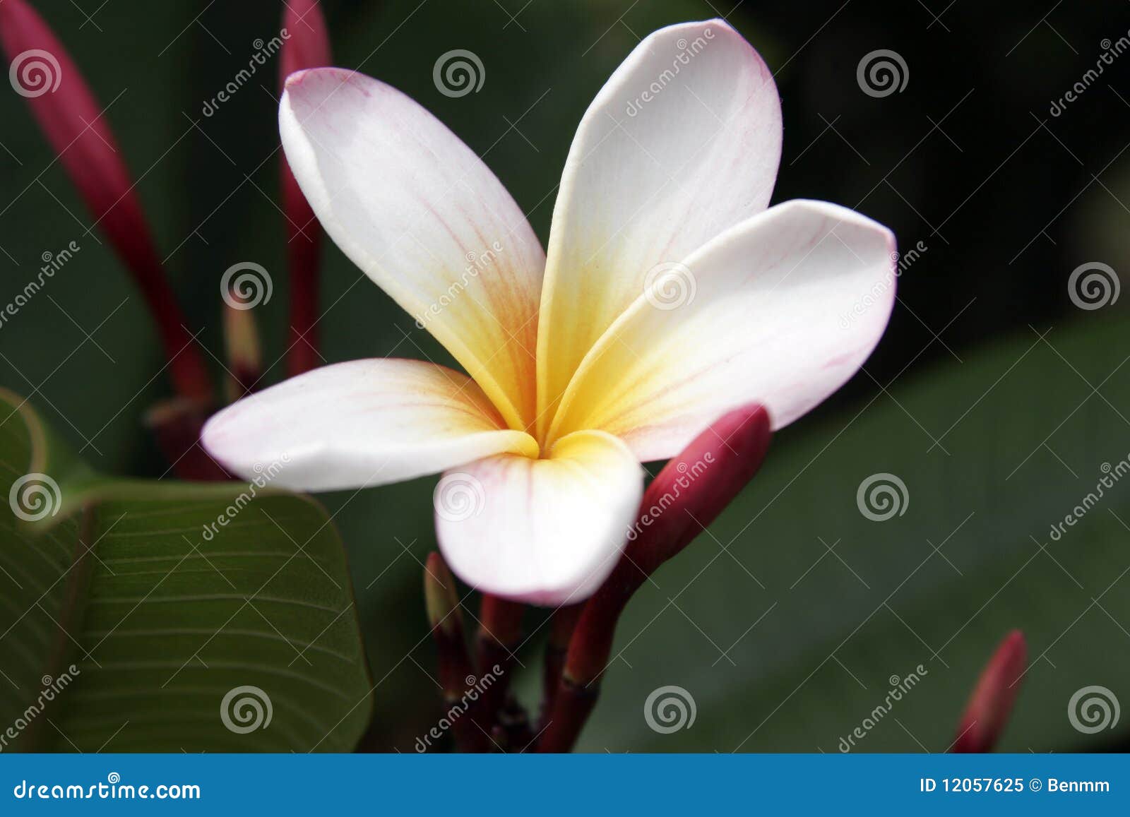 Frangipani flower stock image. Image of flora, perfume 12057625