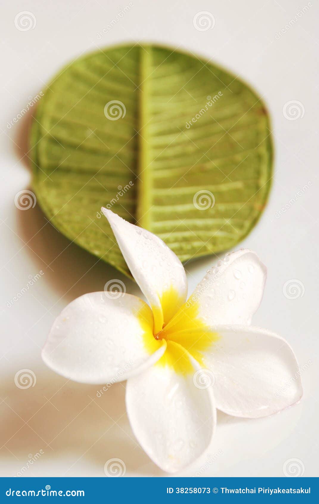 Frangipani Flower stock image. Image of crown, glimmering 38258073