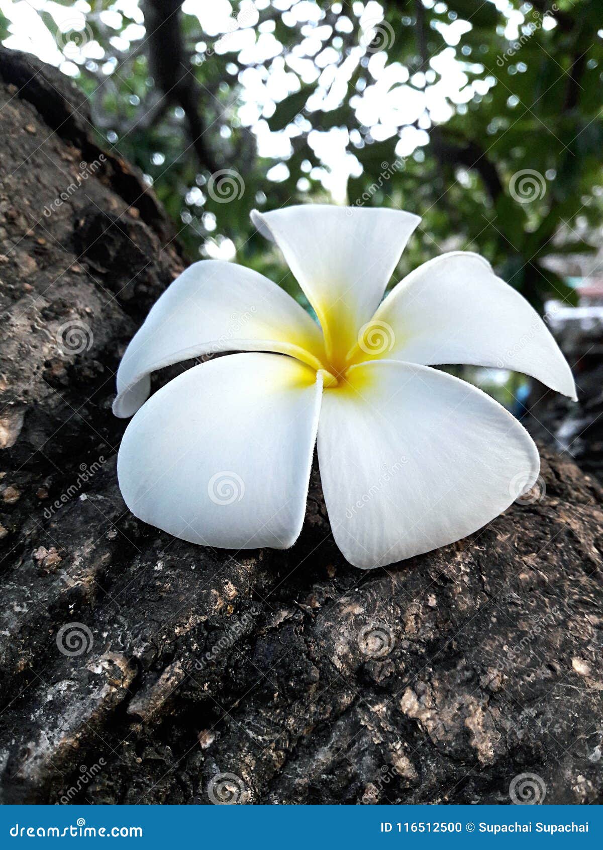 11,024 Flower Base Stock Photos - Free & Royalty-Free Stock Photos from  Dreamstime