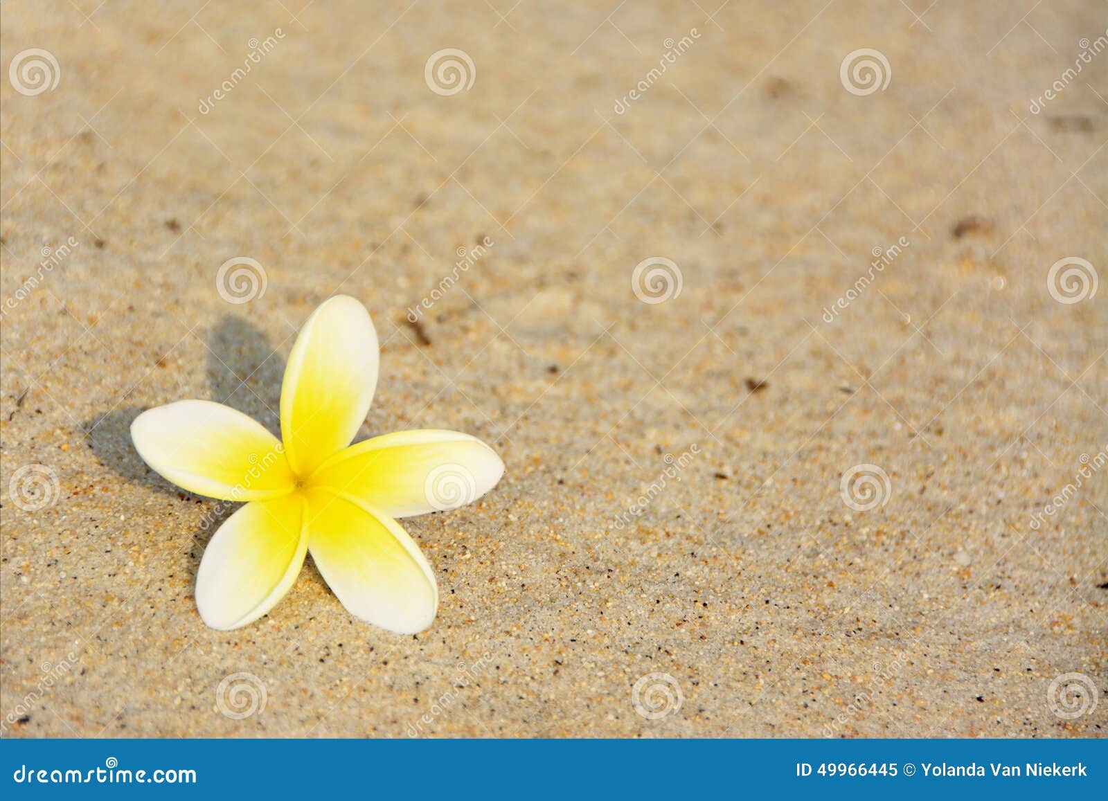 Frangipani Flower on the Beach Stock Image Image of late, island