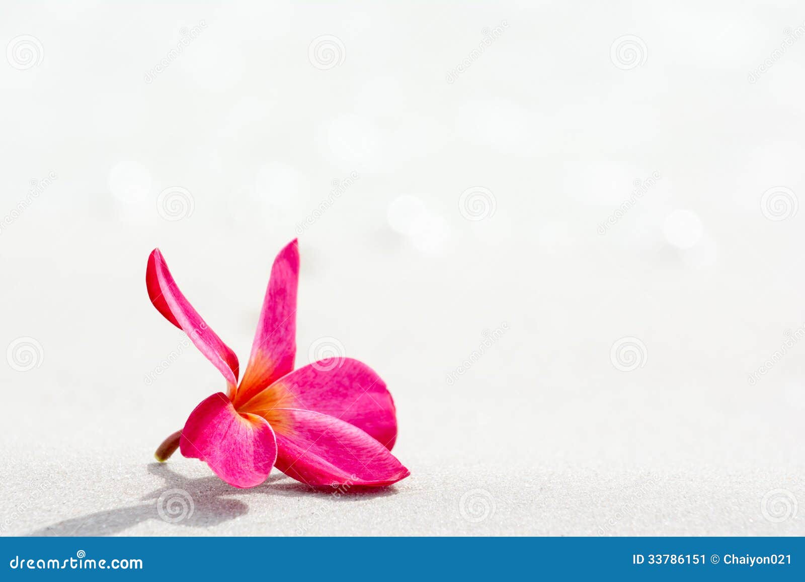 Frangipani flower on Beach stock image. Image of zanzibar 33786151