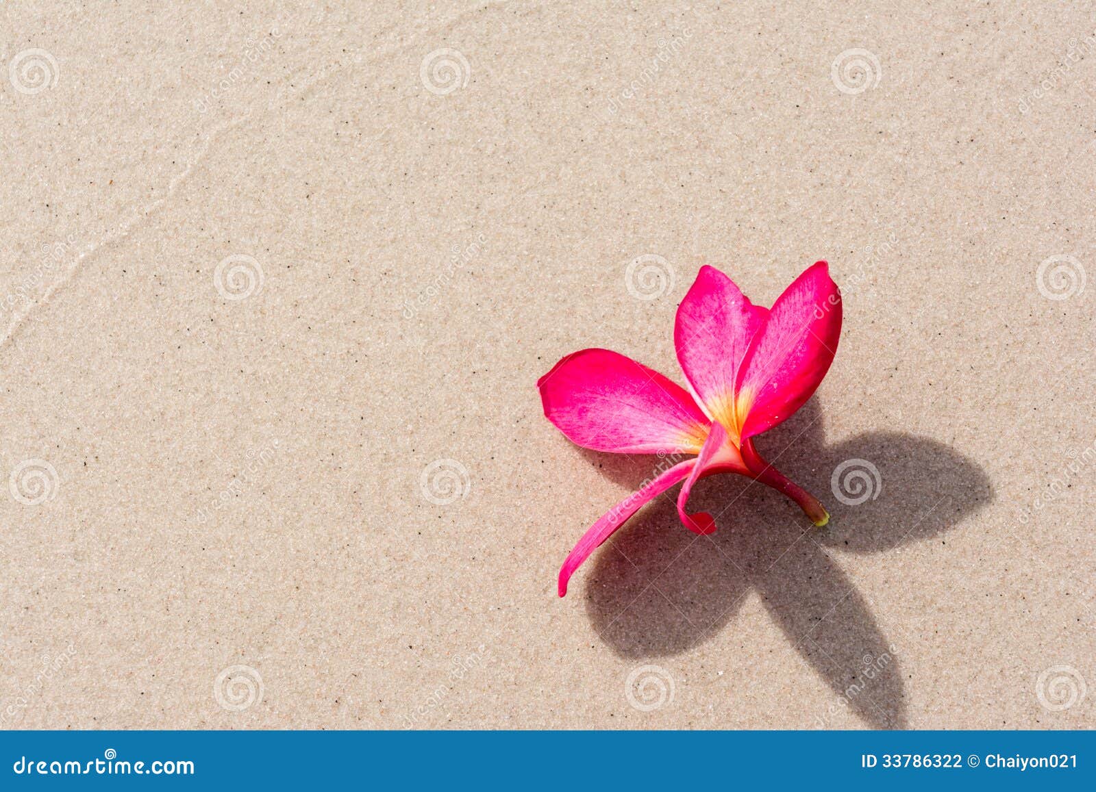 Frangipani flower on Beach stock photo. Image of life 33786322
