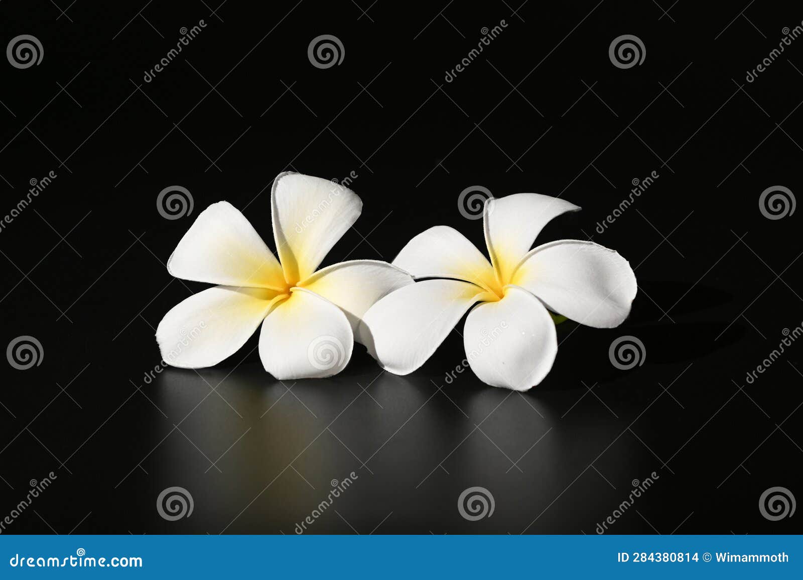 Frangipani Flower on Black Background Stock Photo Image of plumeria