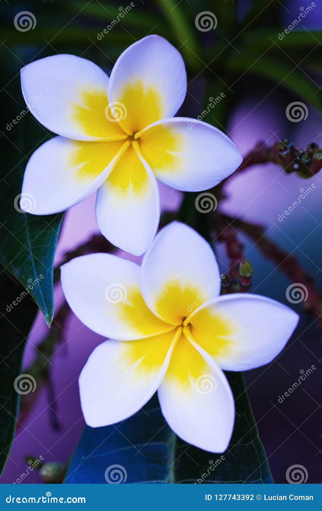 Frangipani Flower Symbol of Love Stock Photo Image of floral, mauve