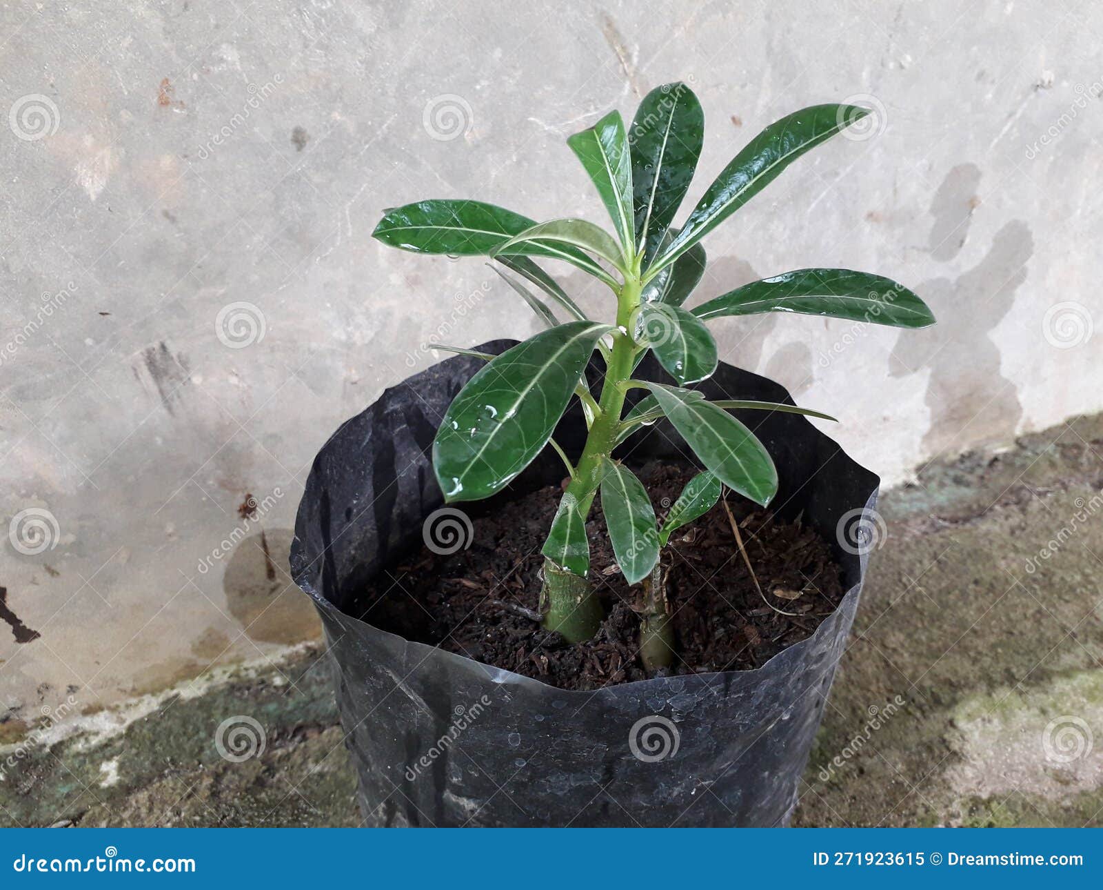 Frangipani Flower Seeds in Polybags Stock Image Image of natural, vegetable 271923615