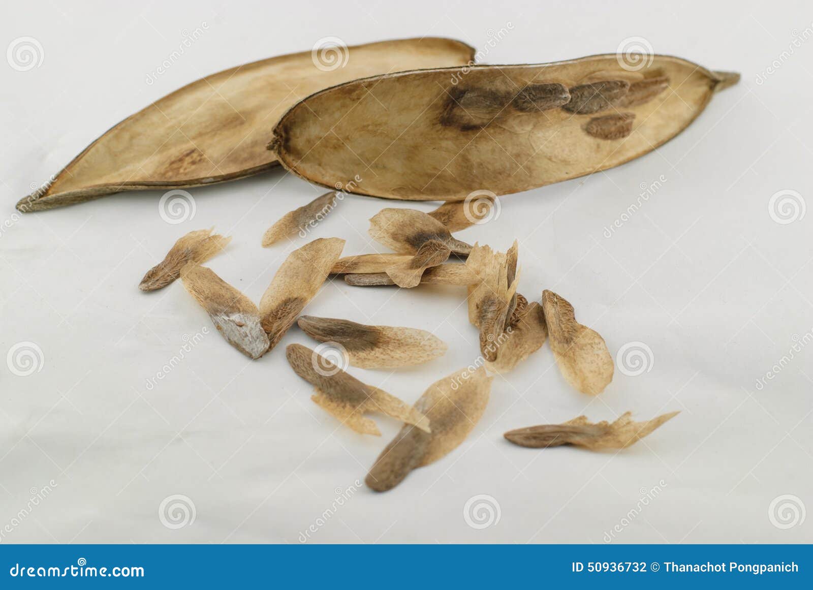 Frangipani flower seeds stock photo. Image of leaf, indonesia 50936732