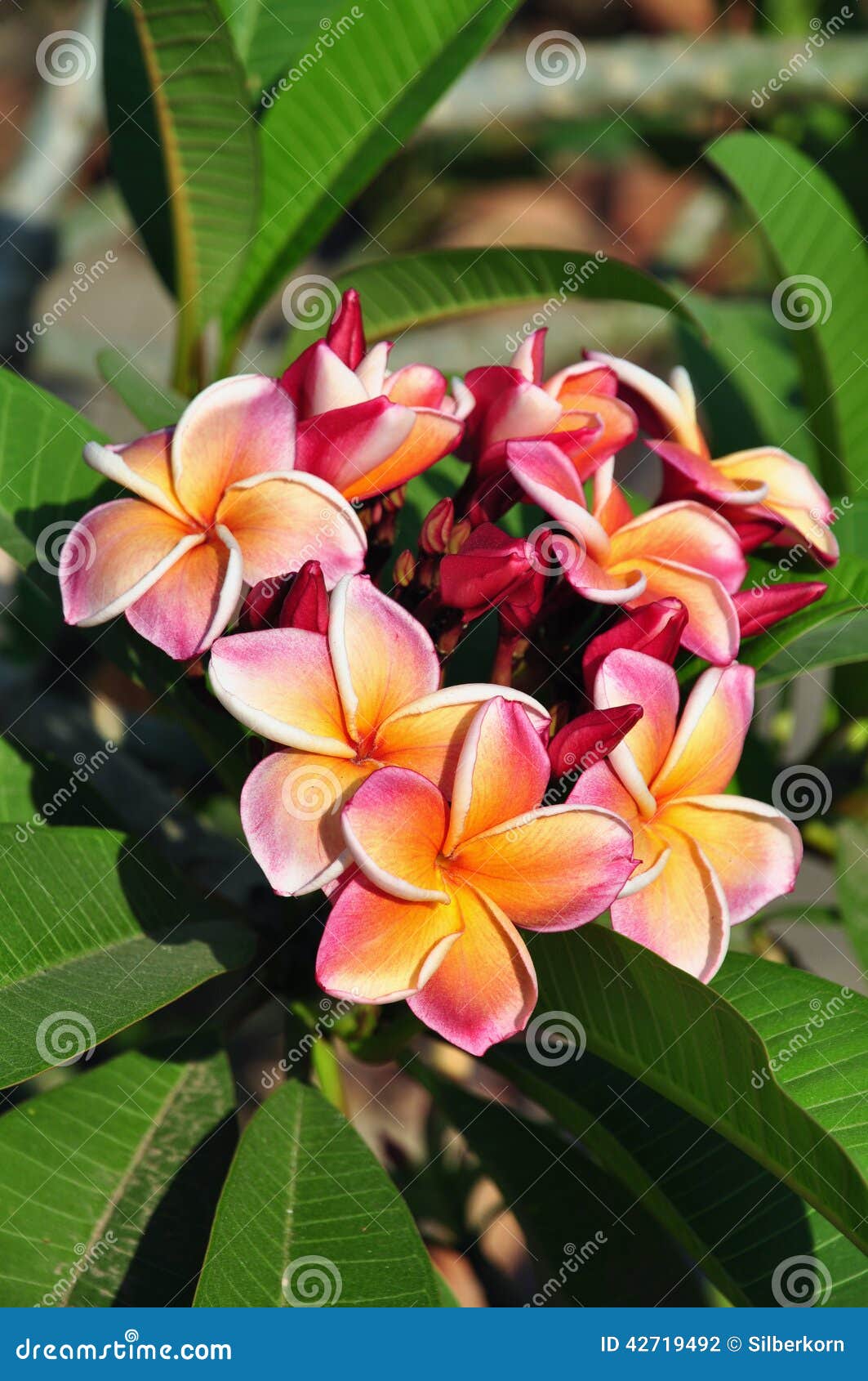Frangipani Flower in Thailand Stock Photo Image of thailand, asia