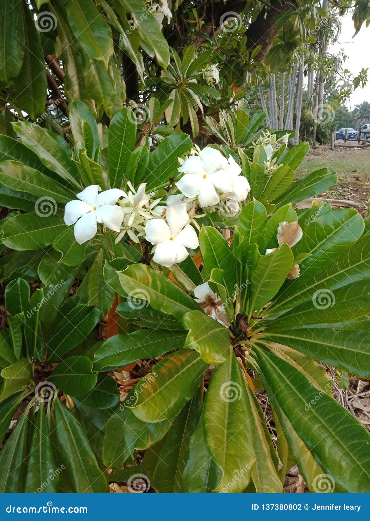 Flowers in Darwin stock photo. Image of flower, darwin 137380802