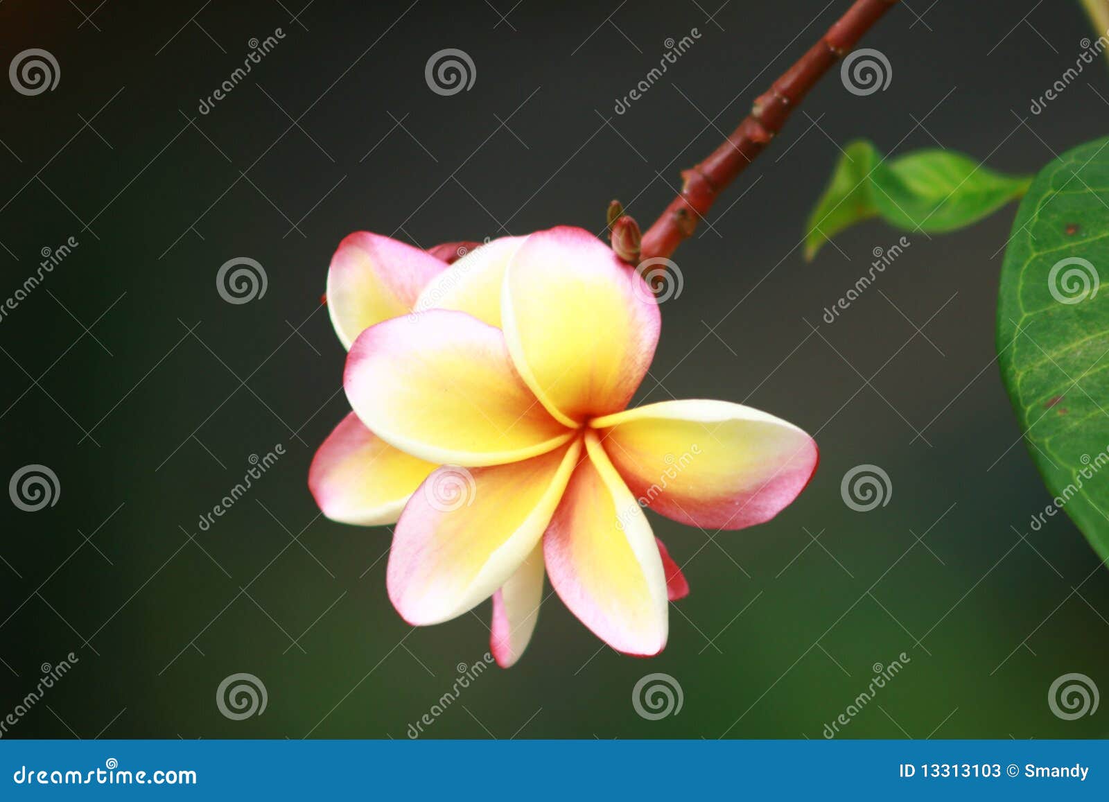Frangipani Flower Tree Seychelles Plants Stock Image Image of islands