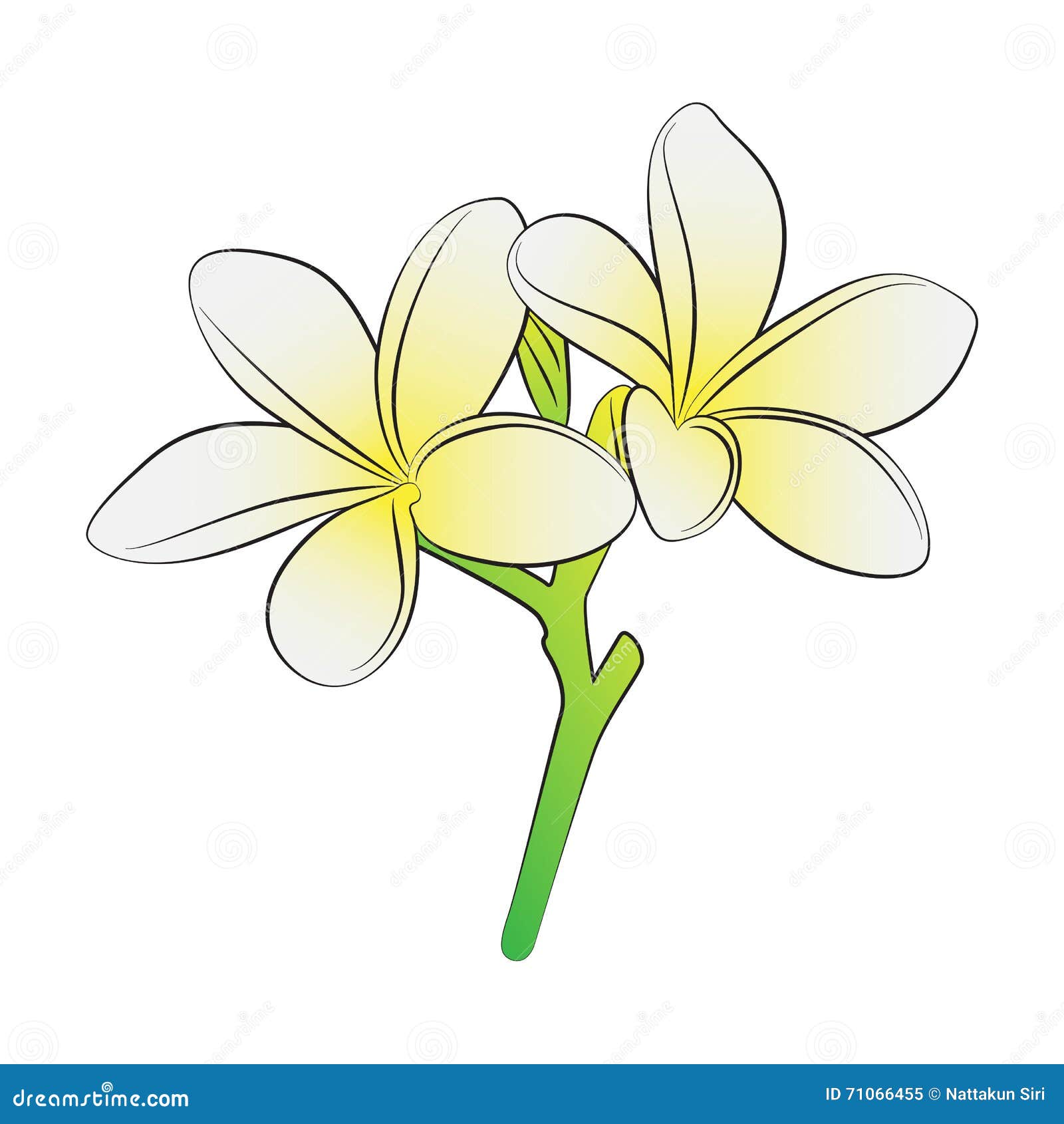 Frangipani flower stock illustration. Illustration of flower 71066455