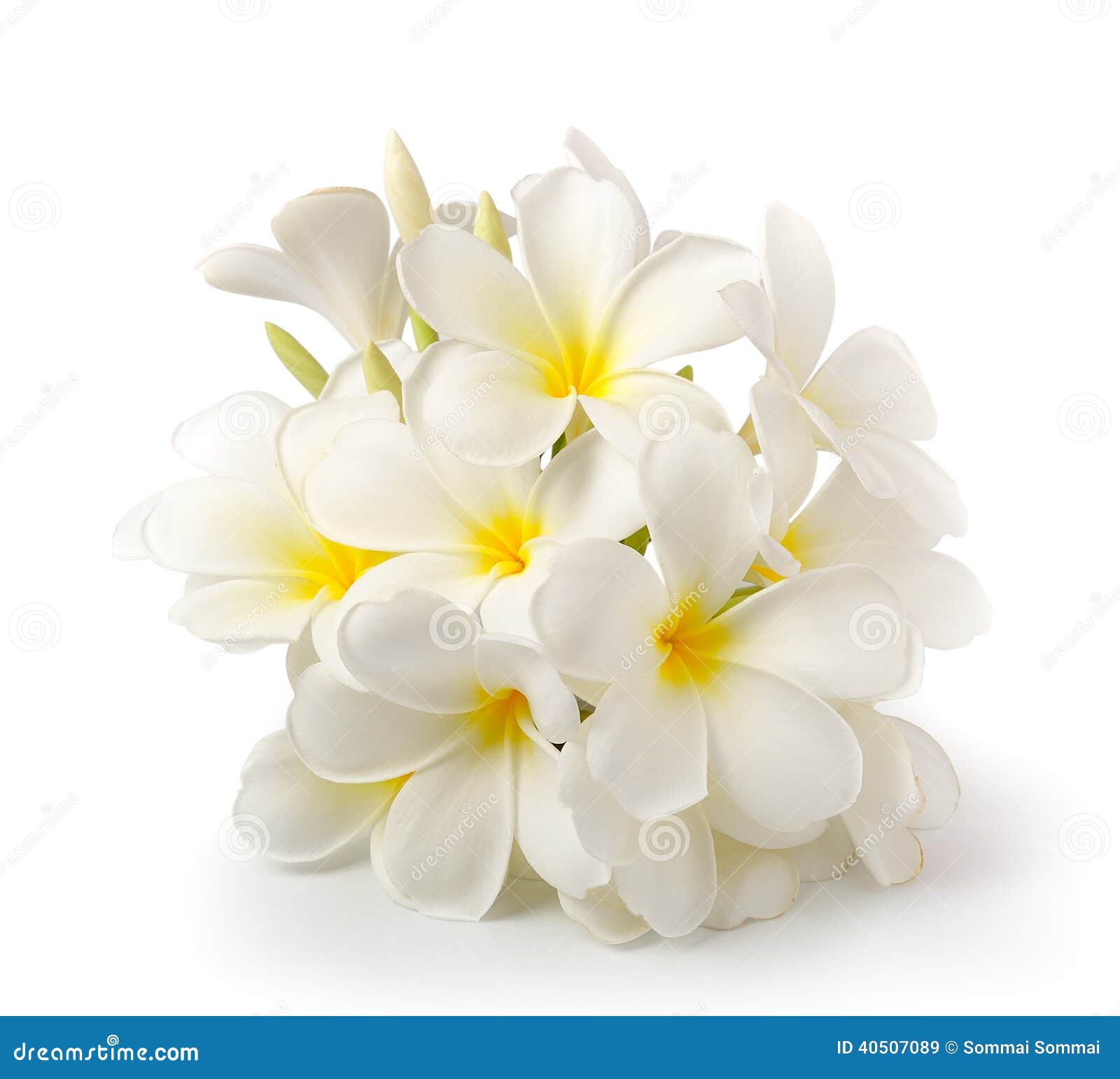 Frangipani Flower on White on White Background Stock Image Image of