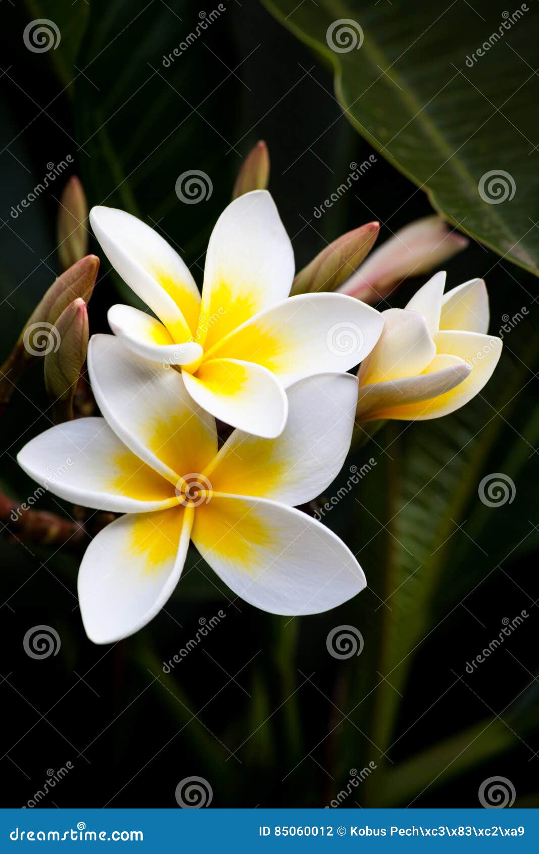 frangipani flowers