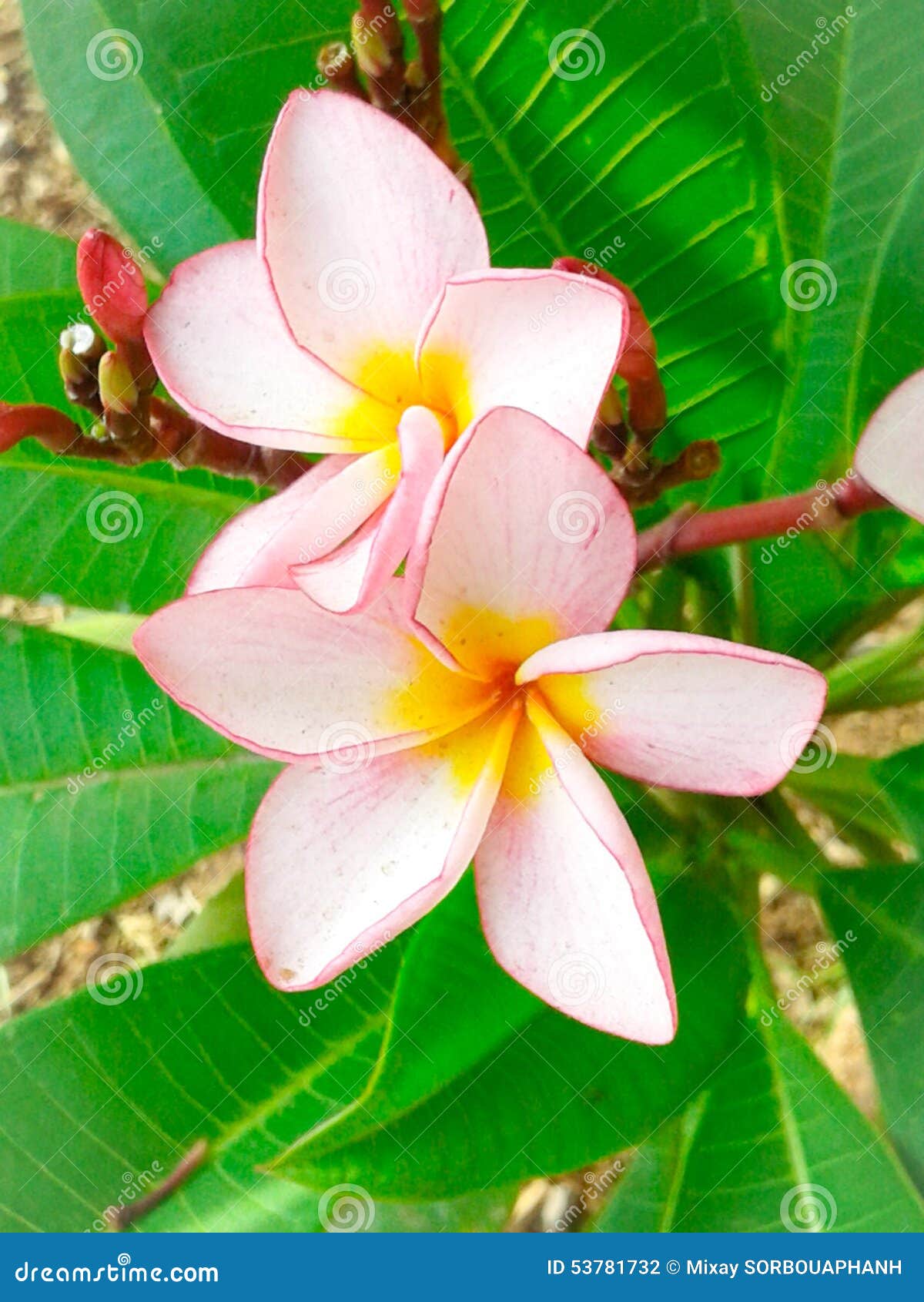 Frangipani flowers stock photo. Image of champaflower 53781732