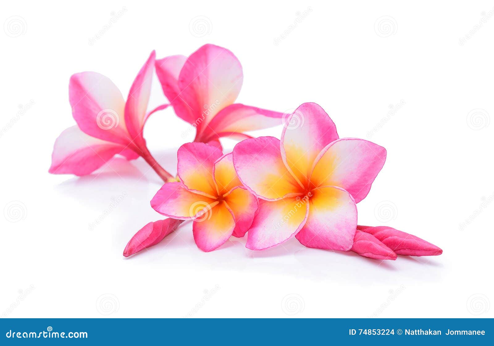 Frangipani flowers stock photo. Image of hawaiian, bali 74853224