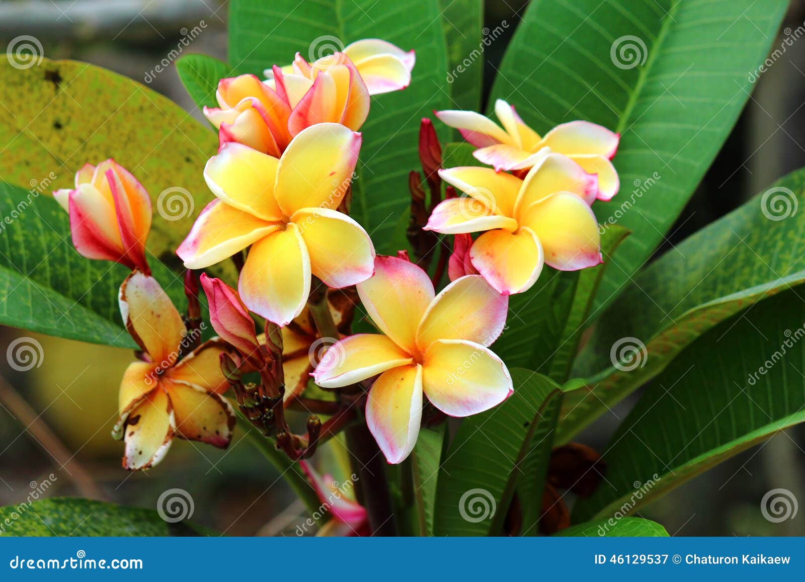 Frangipani is Not Beautiful Stock Image Image of flowers, petal 46129537