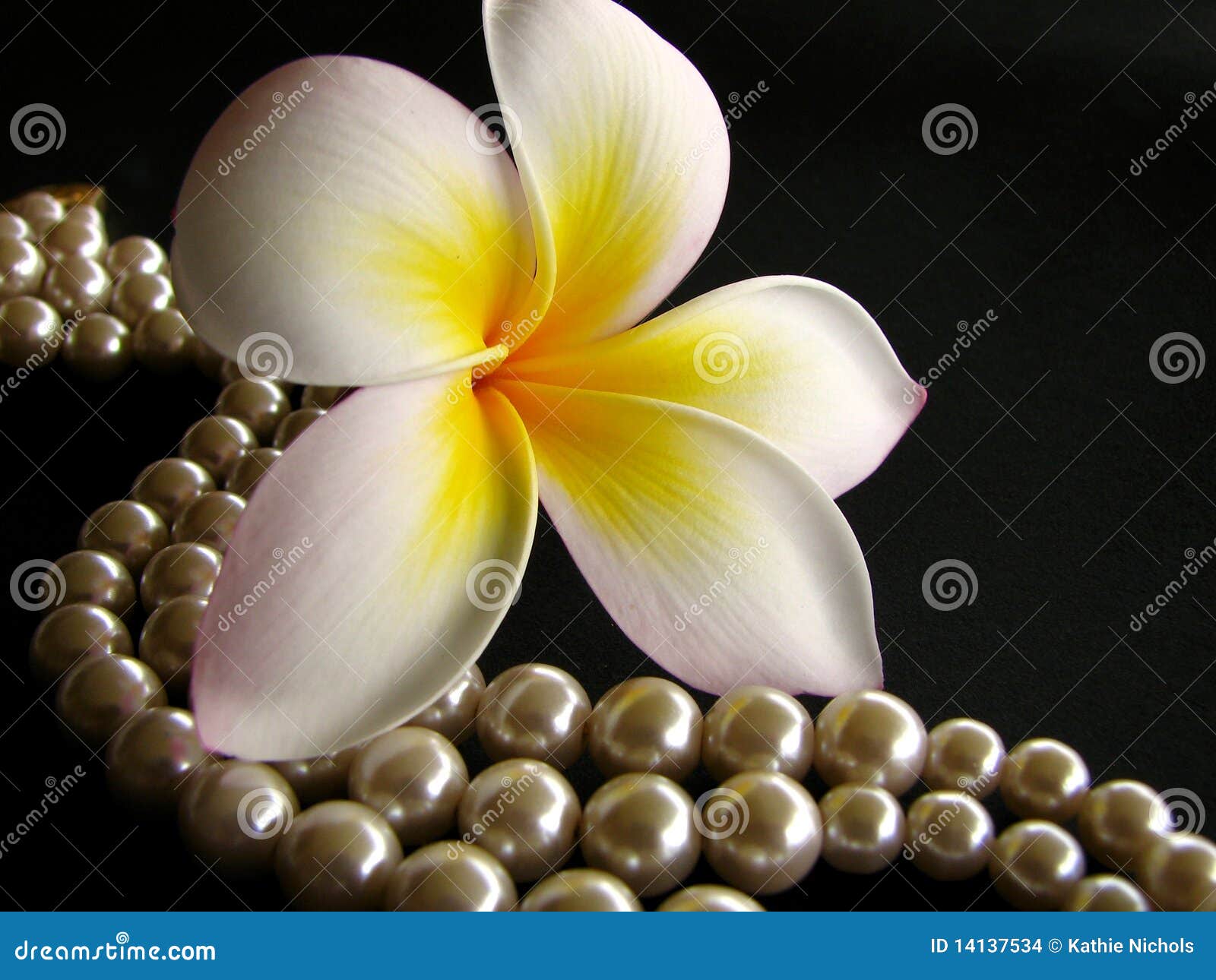 frangipani with pearls 3