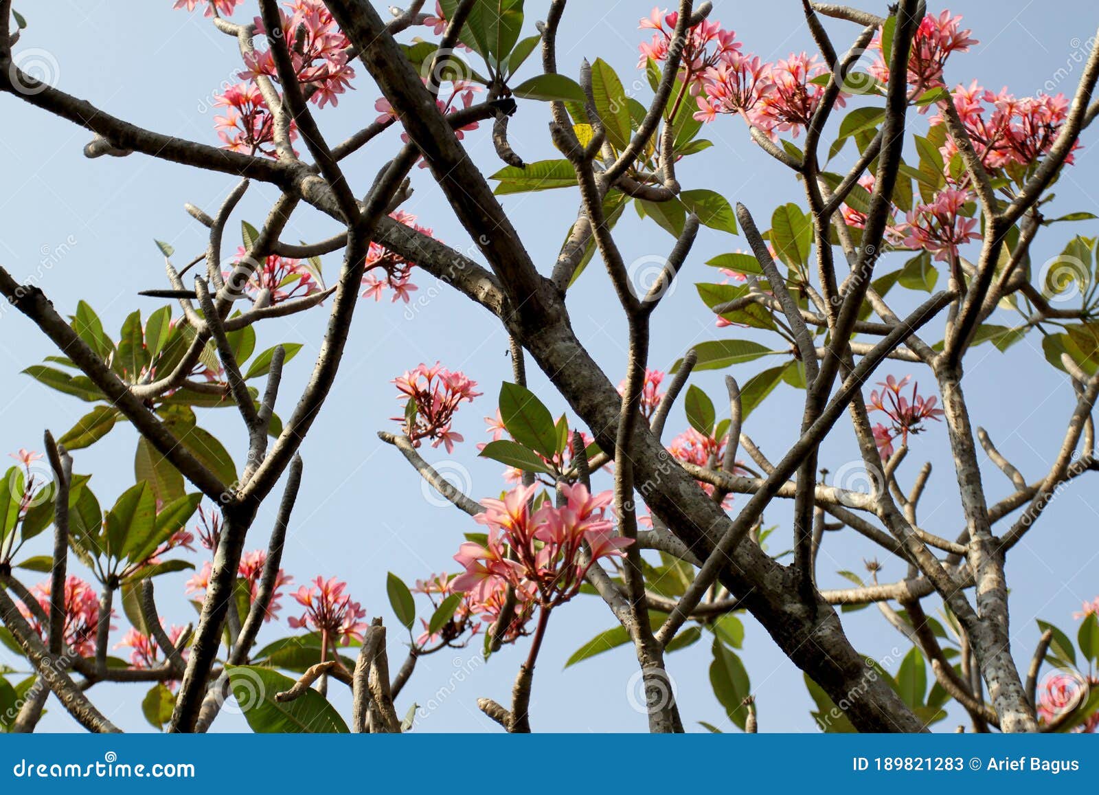 Bunga Kamboja Pink or Frangipani Pink Flower Stock Image - Image of ...