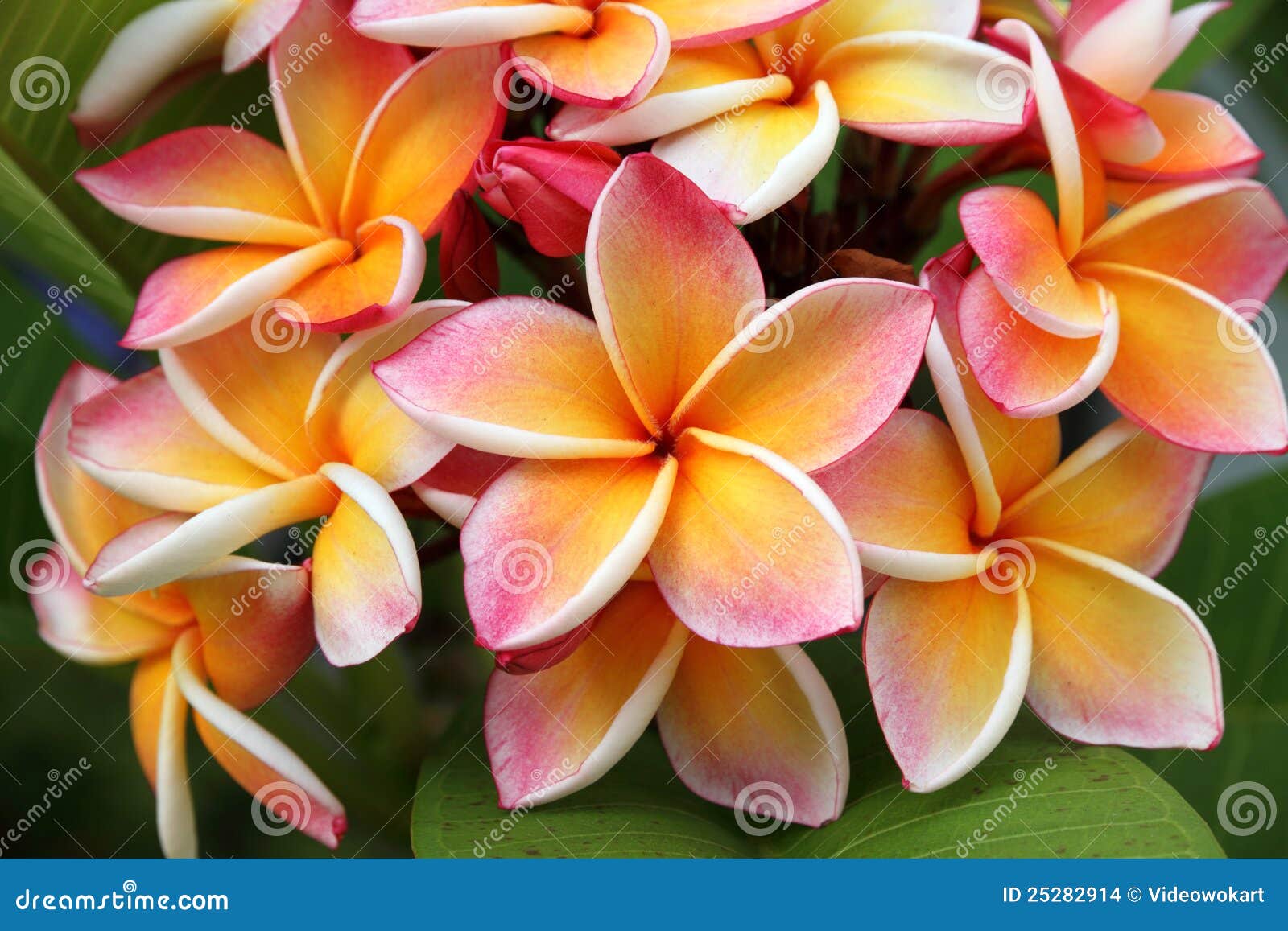 Frangipani, Plumeria Flower Stock Photo Image of beauty, bloom 25282914