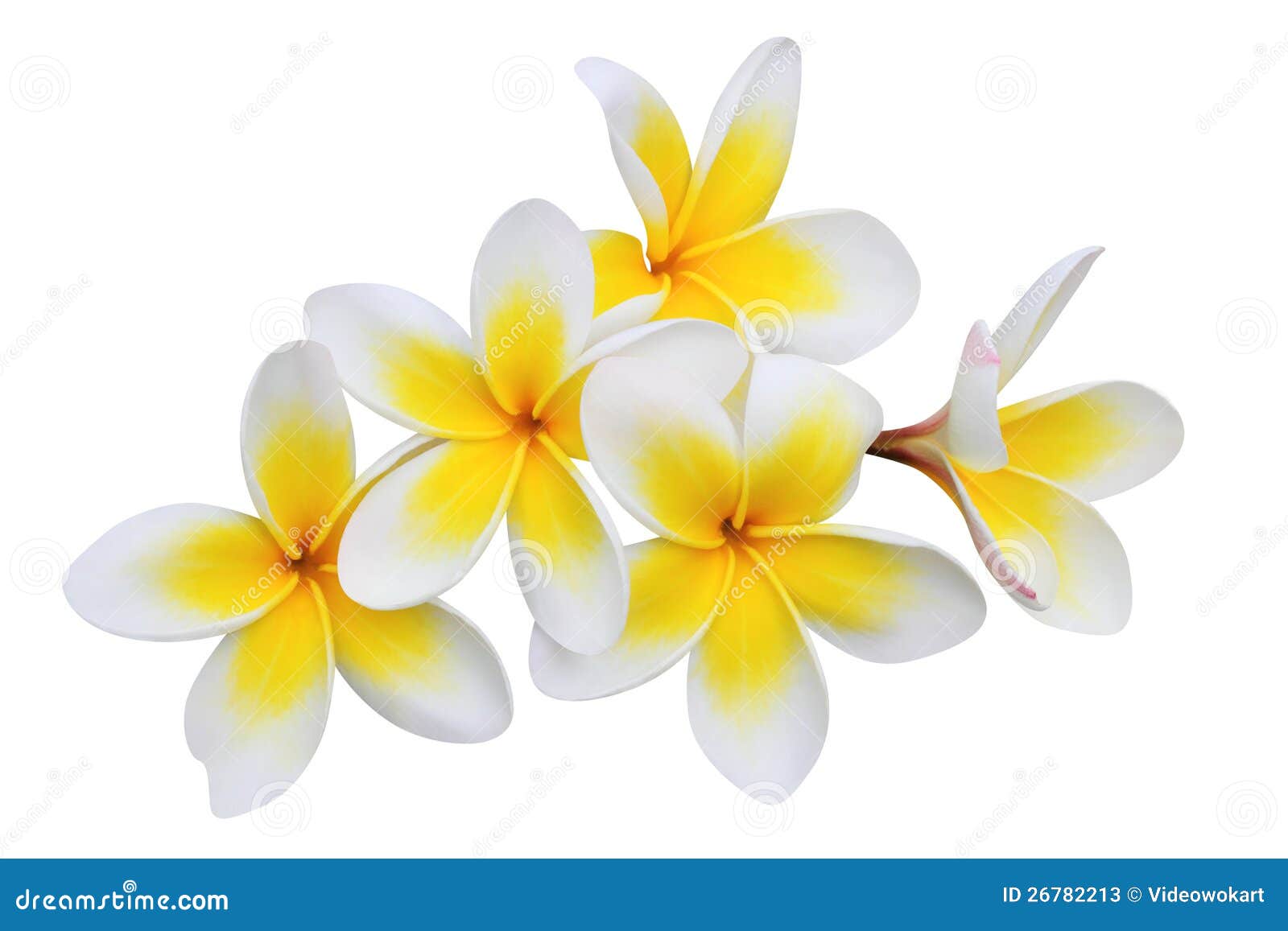 frangipani (plumeria) flowers  on white